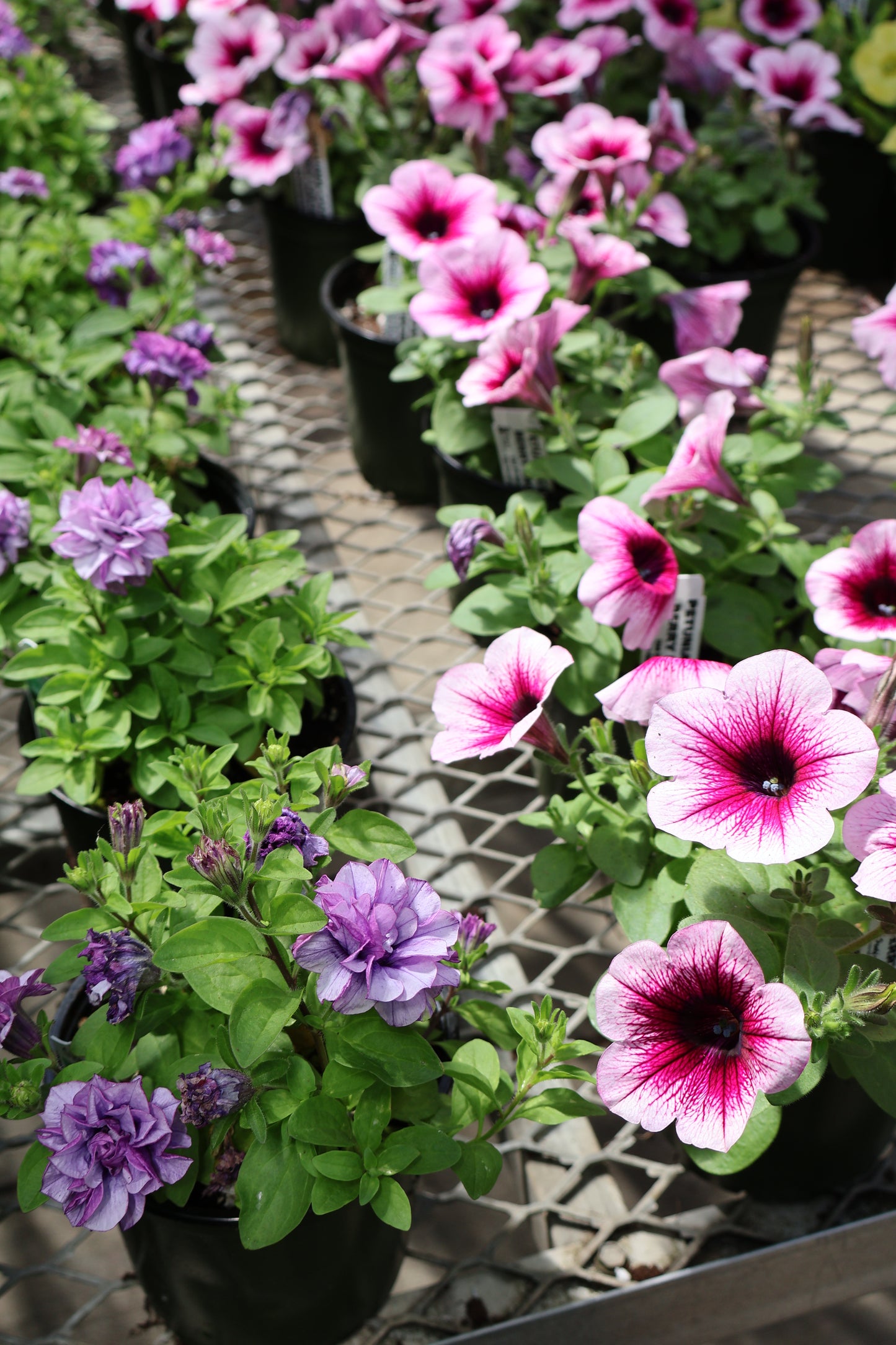 4.5" GREEN POT ANNUALS