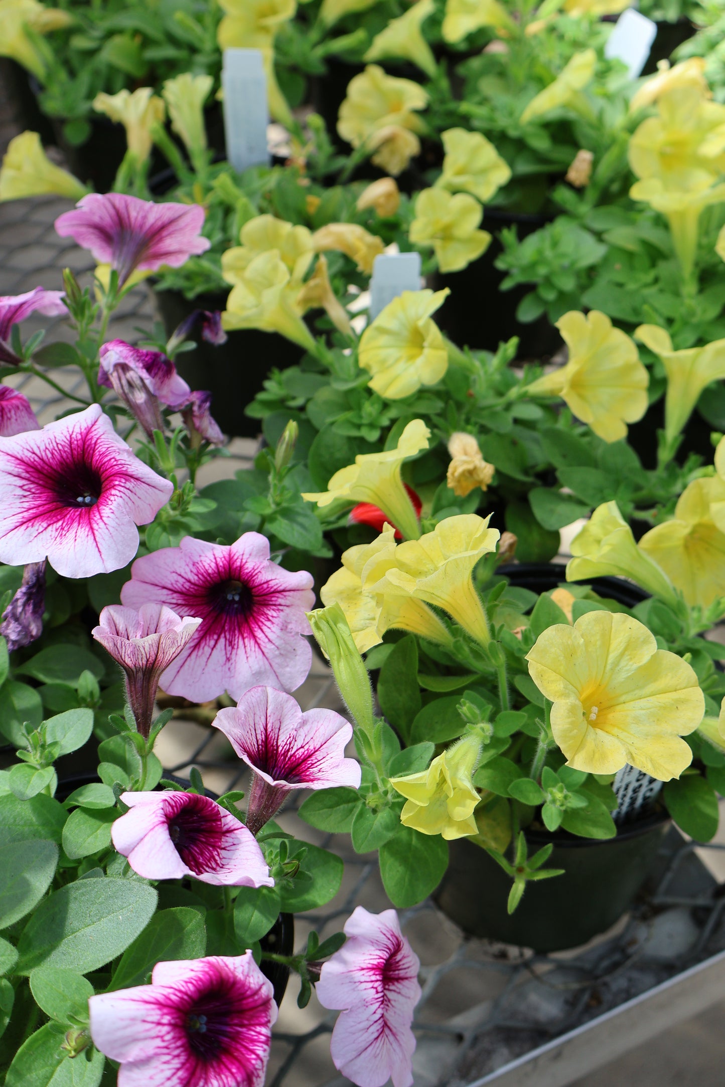 4.5" GREEN POT ANNUALS