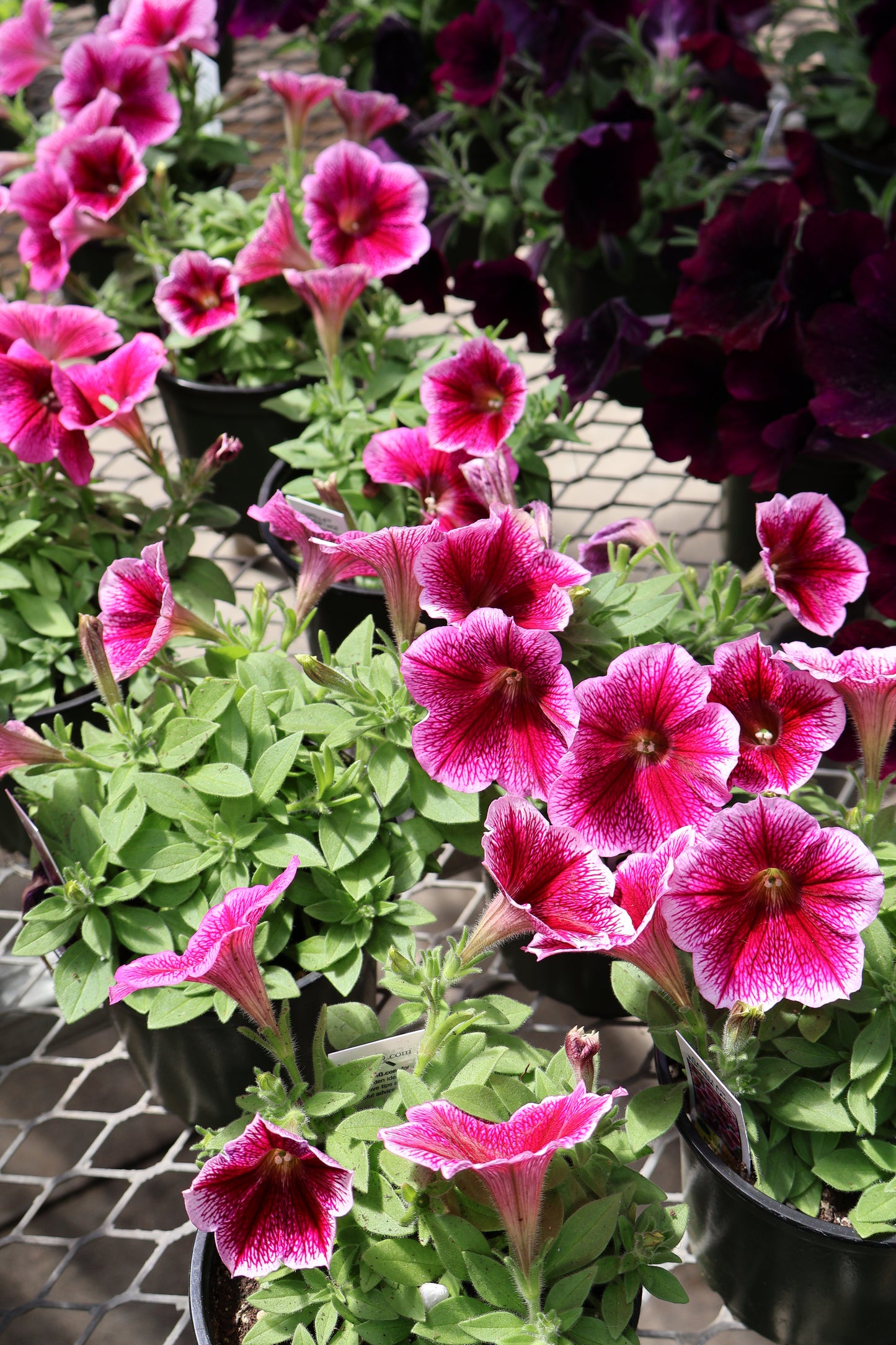 4.5" GREEN POT ANNUALS