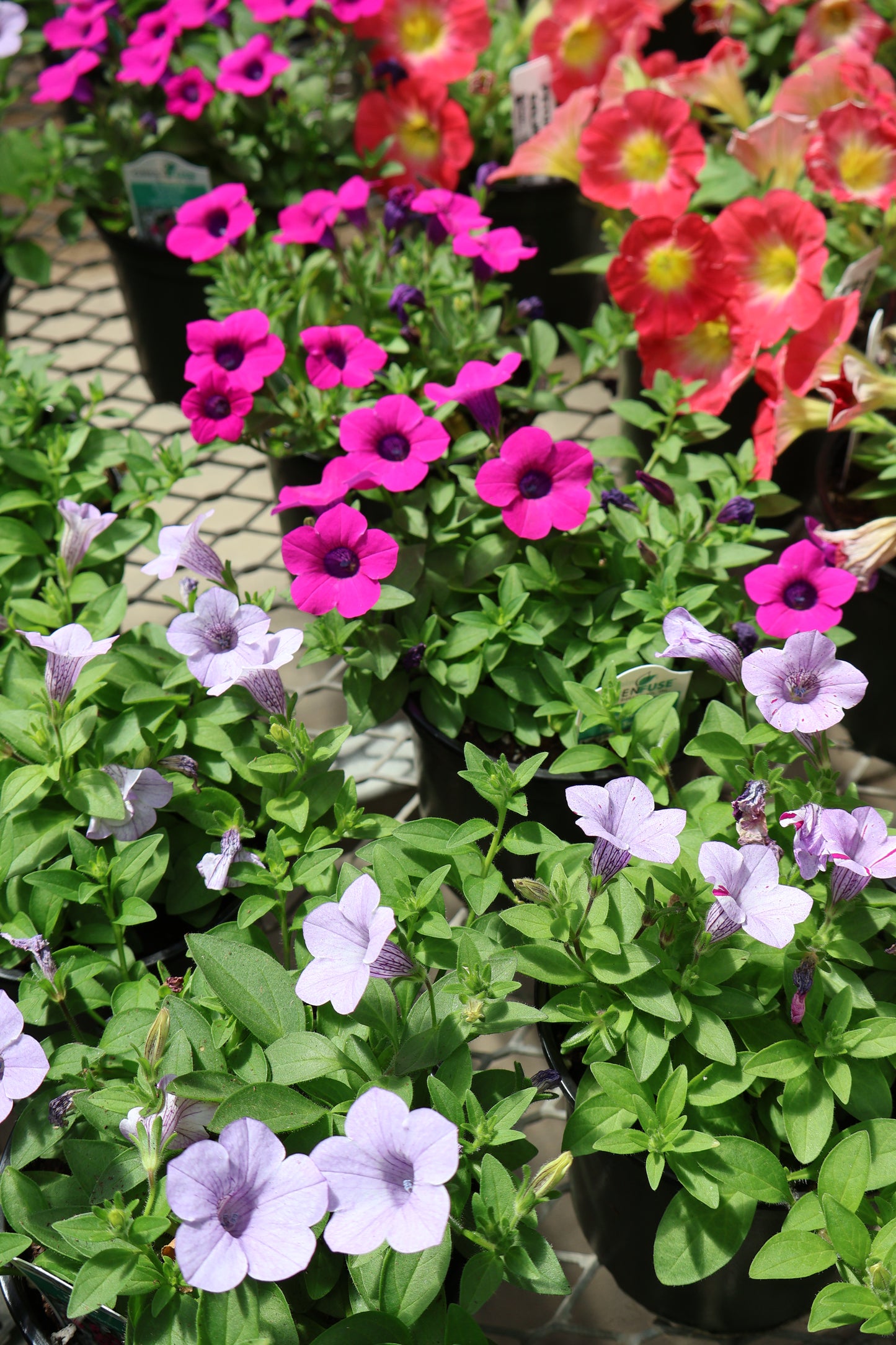 4.5" GREEN POT ANNUALS