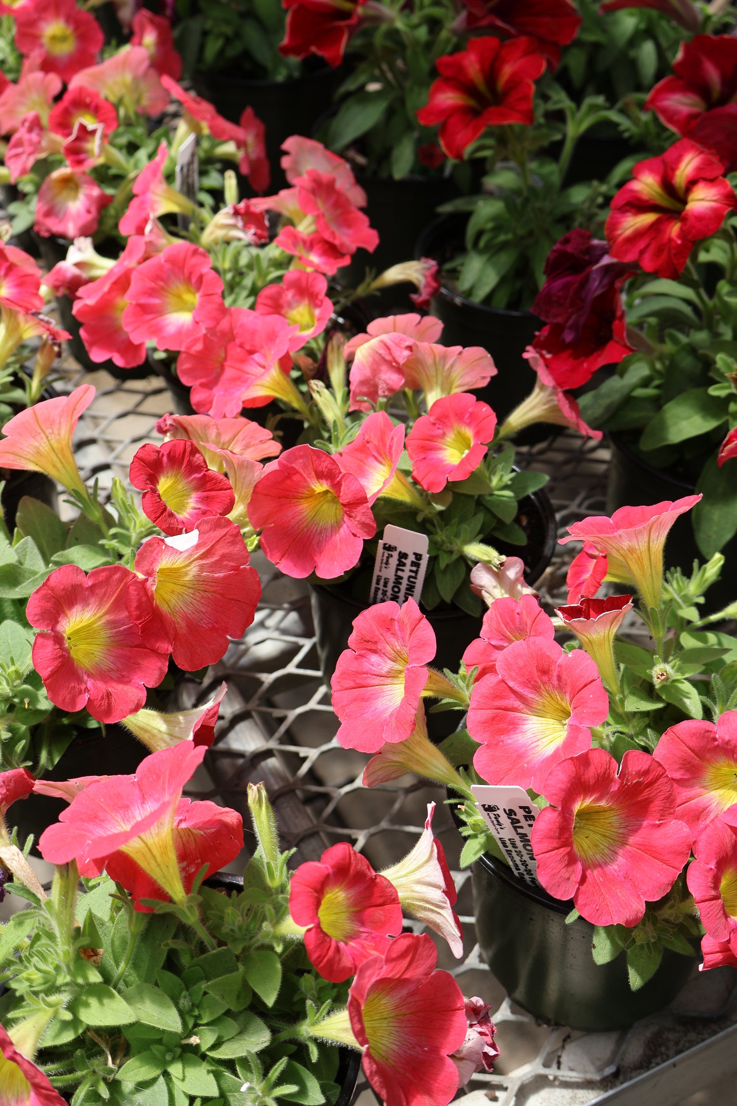 4.5" GREEN POT ANNUALS