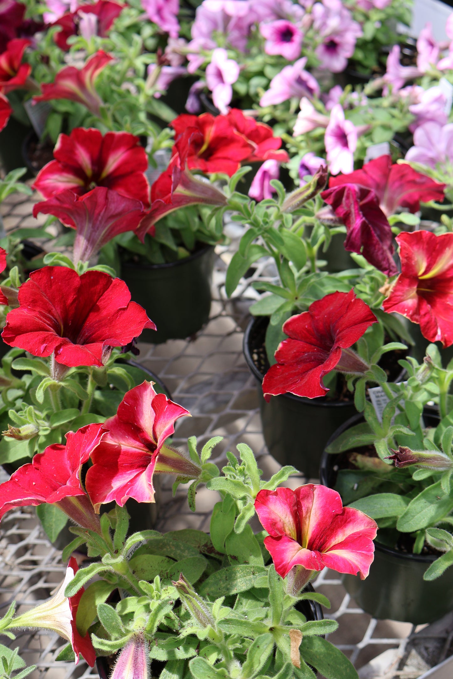 4.5" GREEN POT ANNUALS