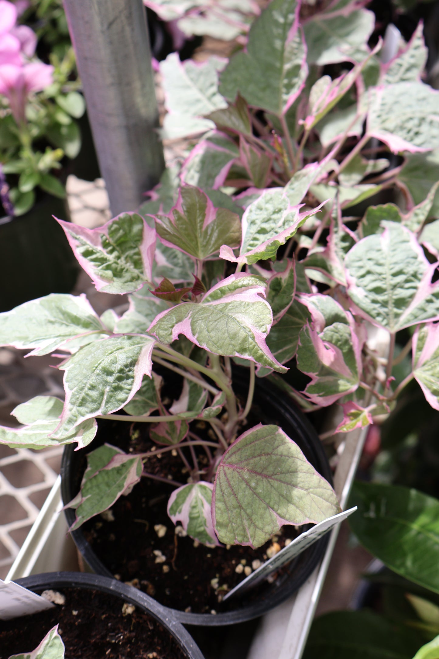 4.5" GREEN POT ANNUALS