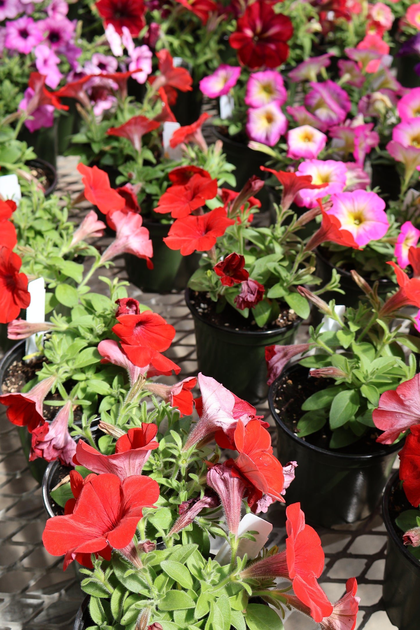 4.5" GREEN POT ANNUALS