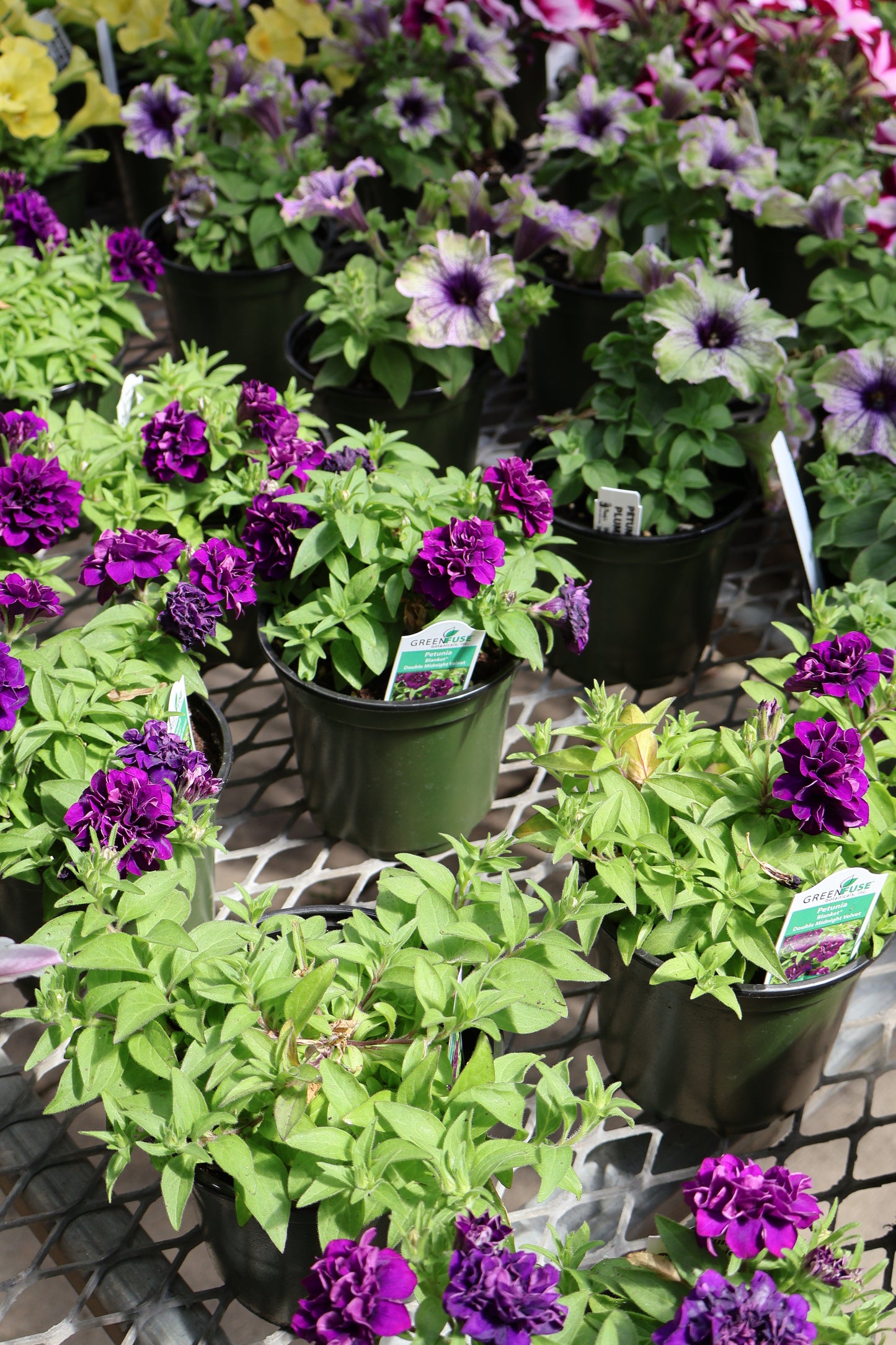 4.5" GREEN POT ANNUALS