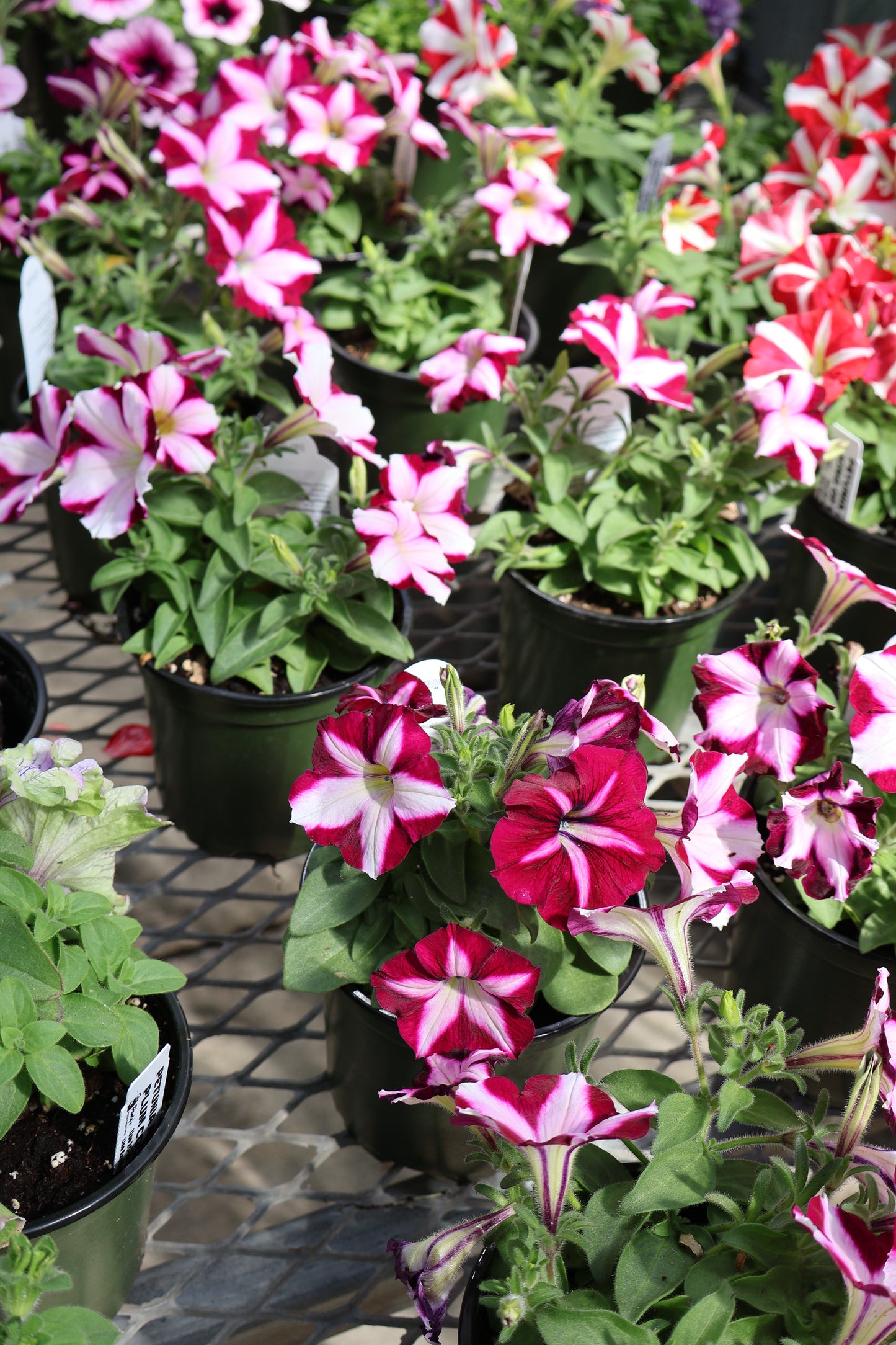 4.5" GREEN POT ANNUALS