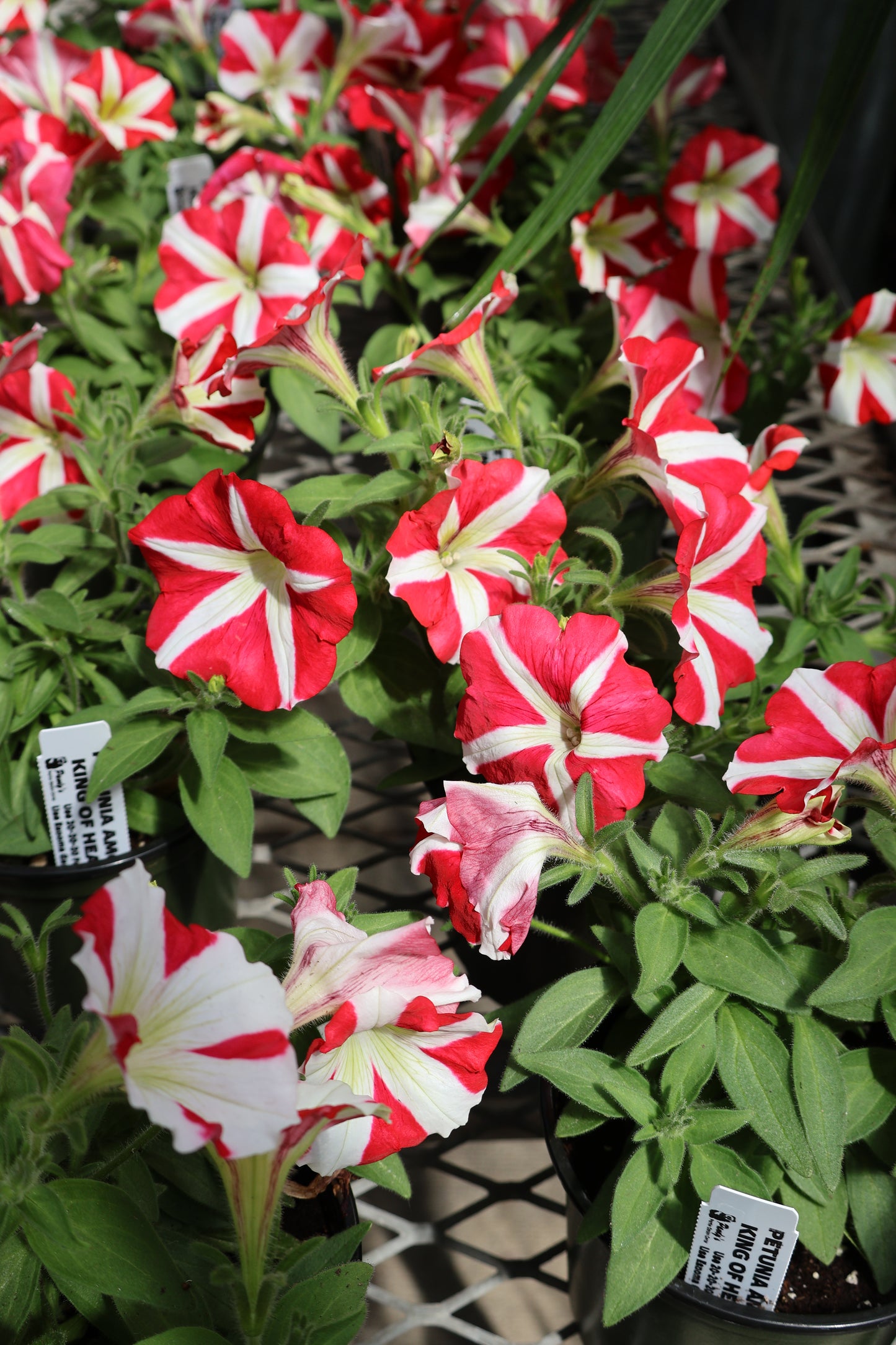 4.5" GREEN POT ANNUALS