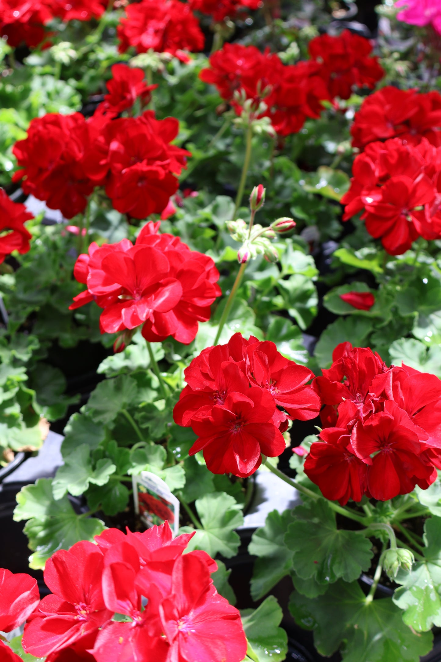 4.5" GREEN POT ANNUALS