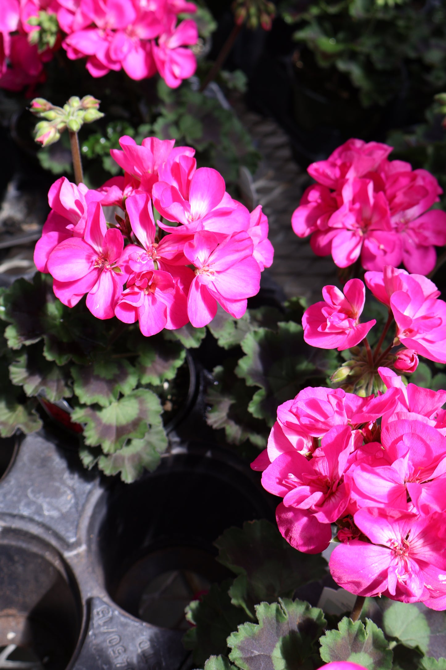 4.5" GREEN POT ANNUALS