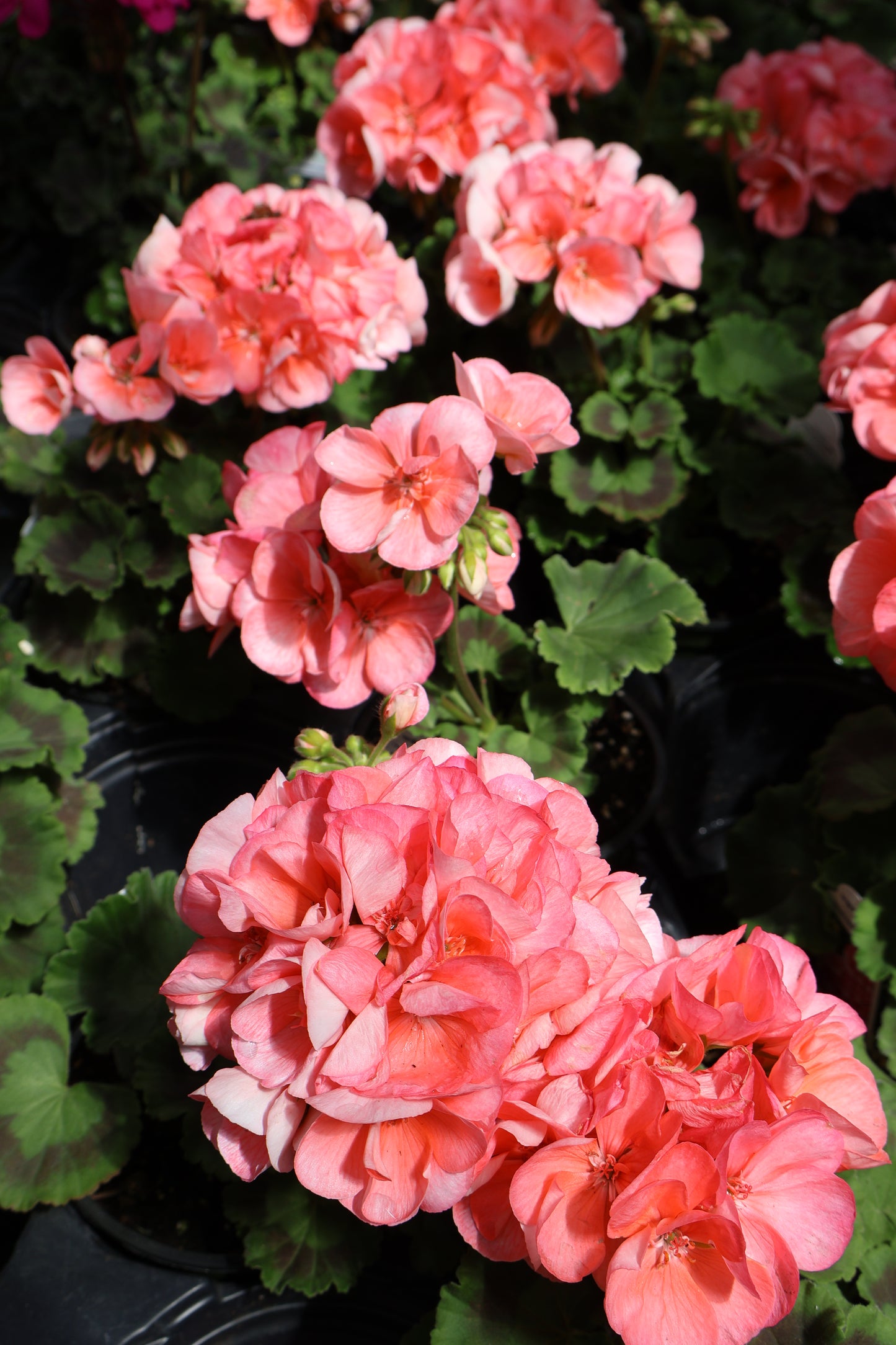4.5" GREEN POT ANNUALS