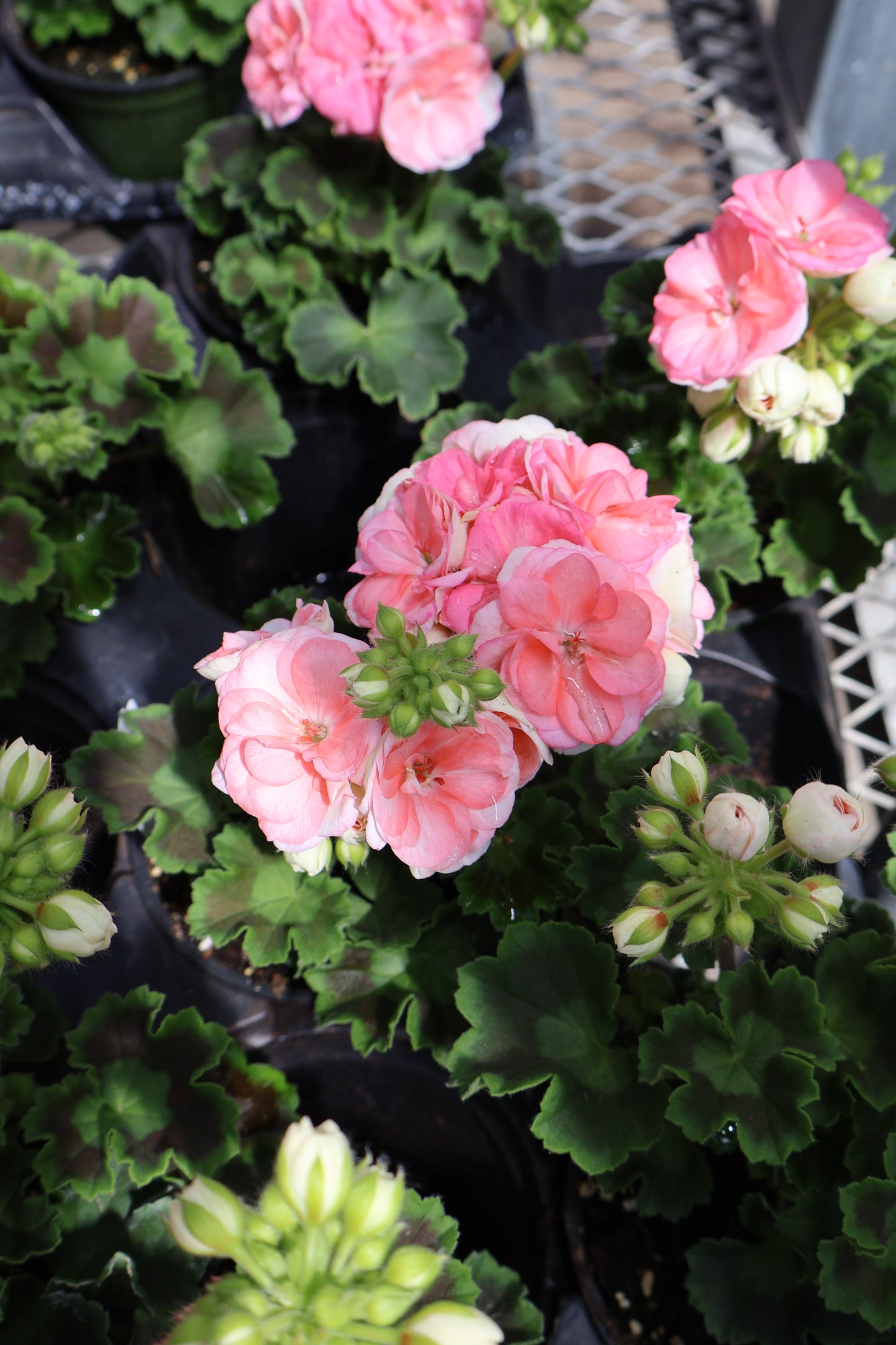 4.5" GREEN POT ANNUALS