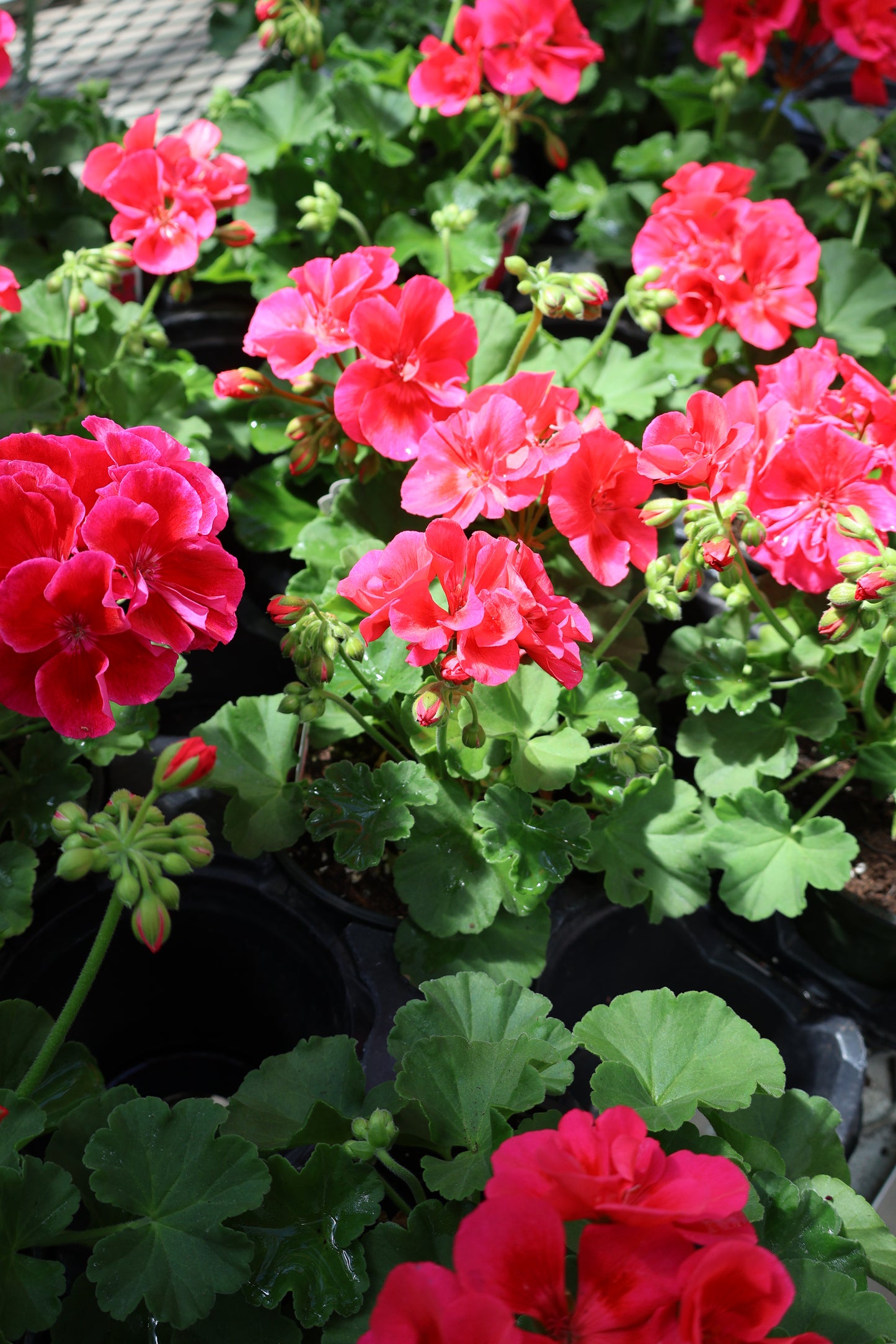 4.5" GREEN POT ANNUALS
