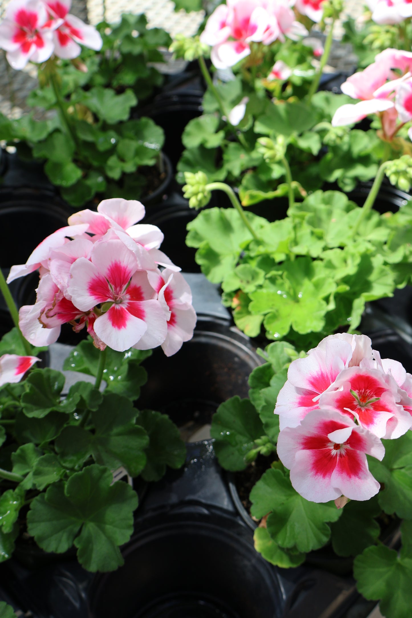 4.5" GREEN POT ANNUALS