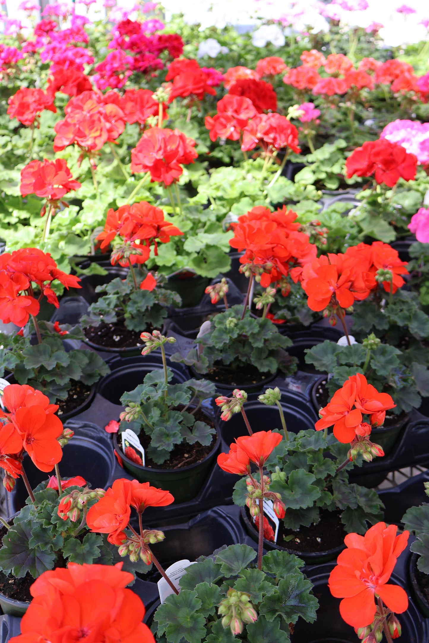 4.5" GREEN POT ANNUALS