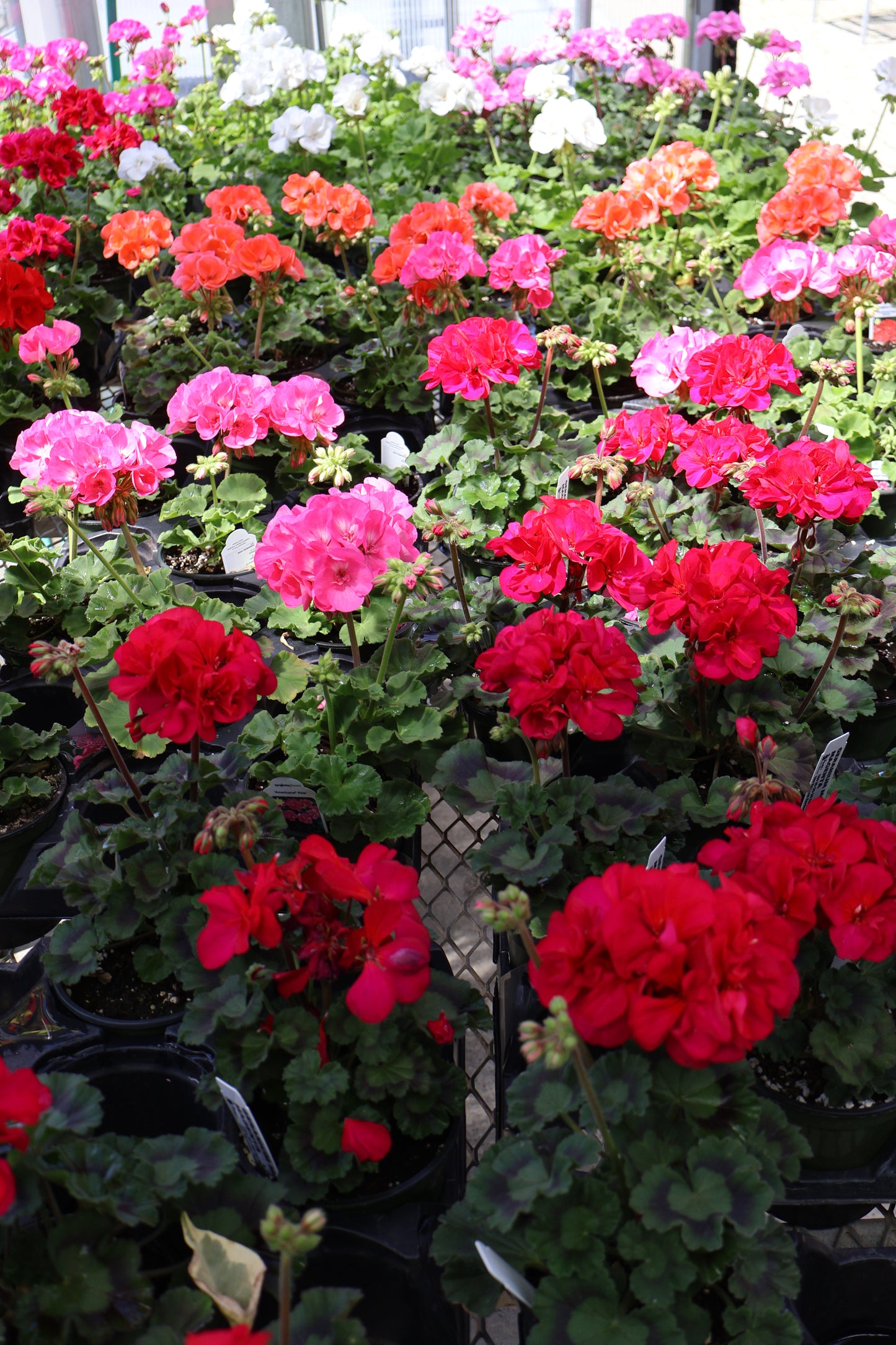 4.5" GREEN POT ANNUALS