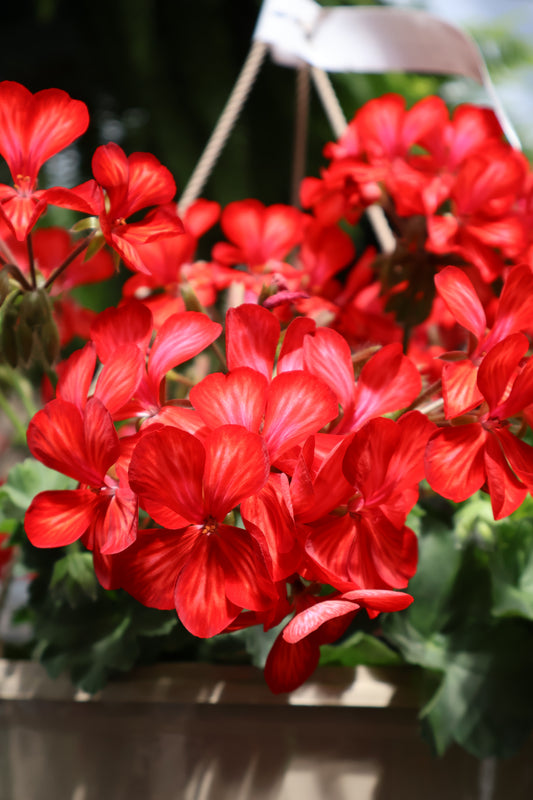 10" HB IVY GERANIUM
