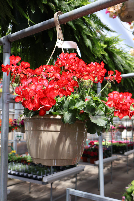 10" HB IVY GERANIUM