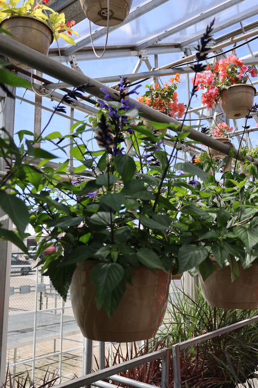 10" HB HUMMINGBIRD FALLS