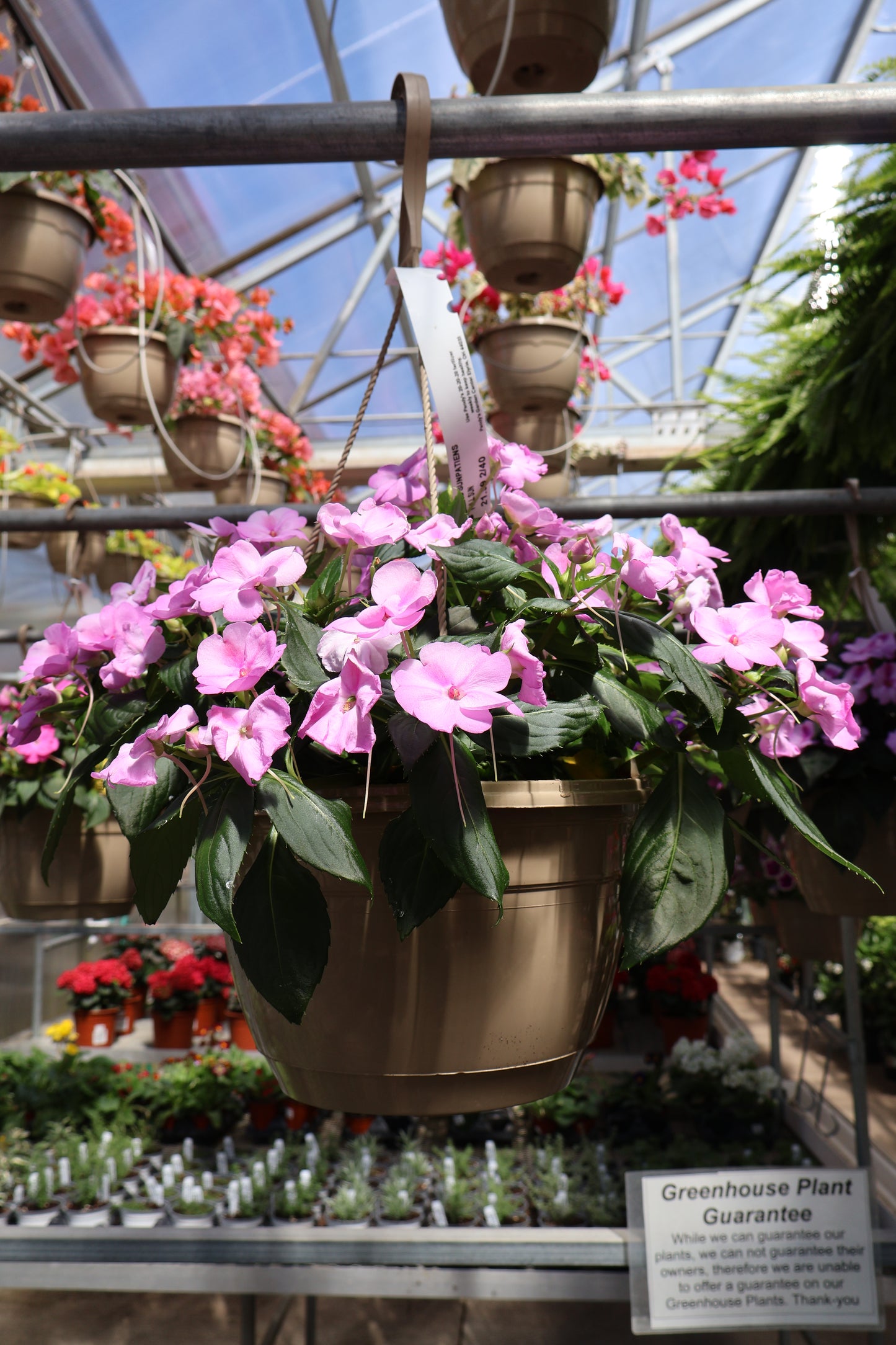 10" HB SUNPATIENS