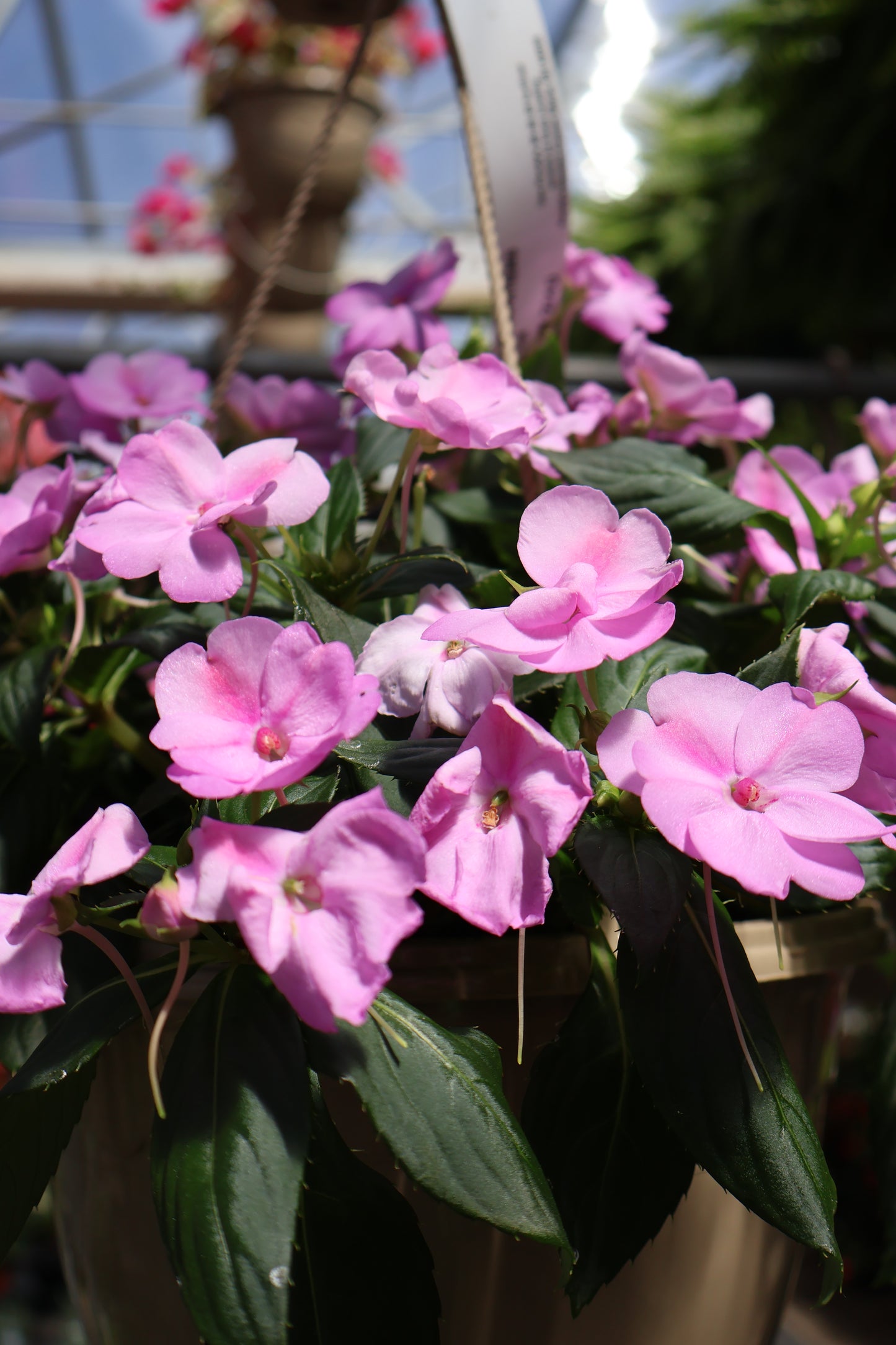 10" HB SUNPATIENS