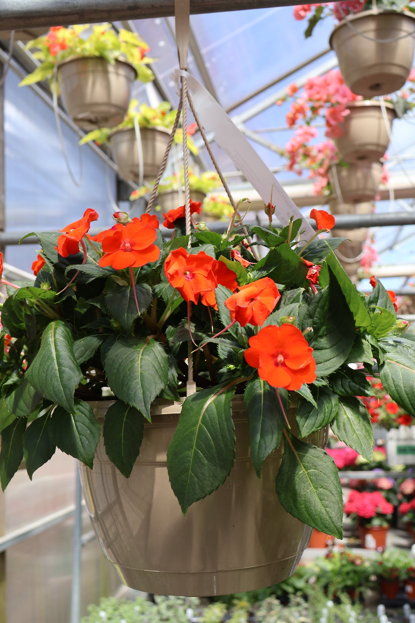 10" HB SUNPATIENS