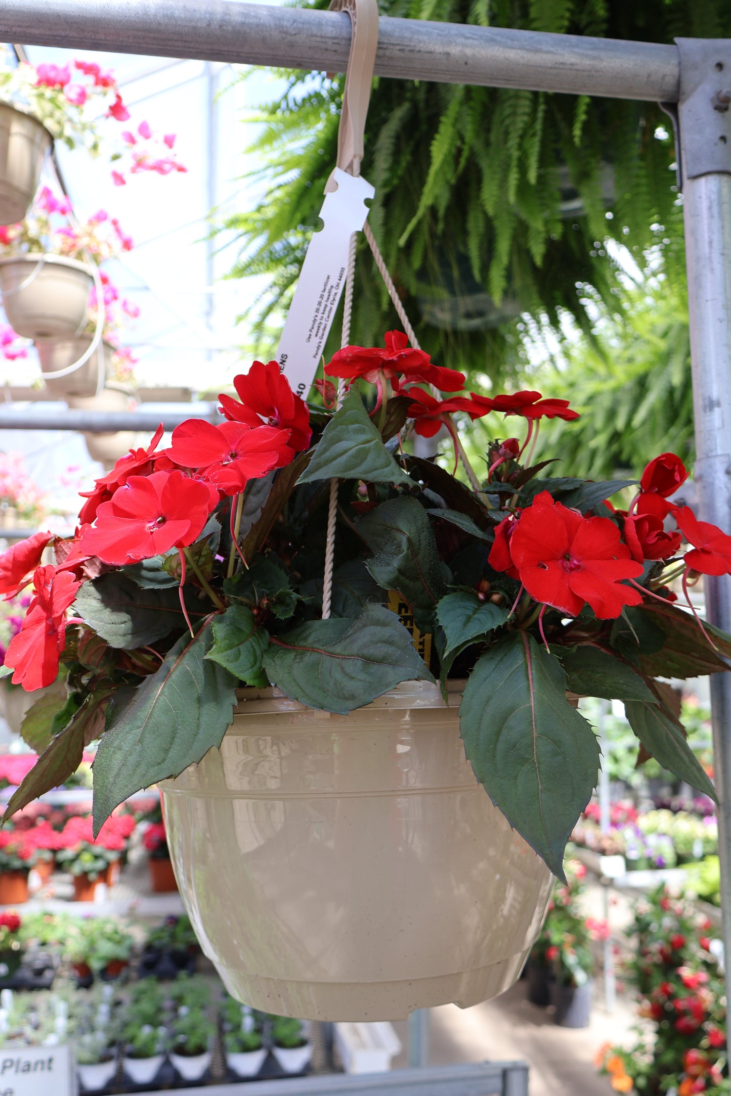 10" HB SUNPATIENS