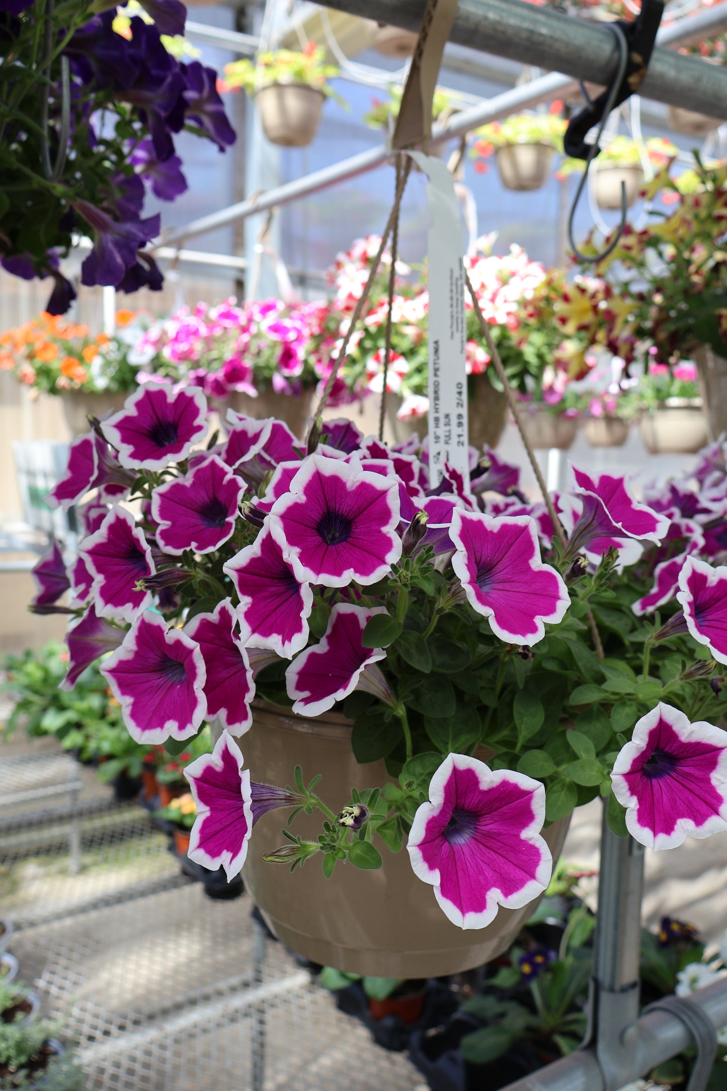 10" HB HYBRID PETUNIA