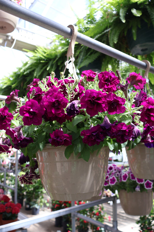 10" HB HYBRID PETUNIA