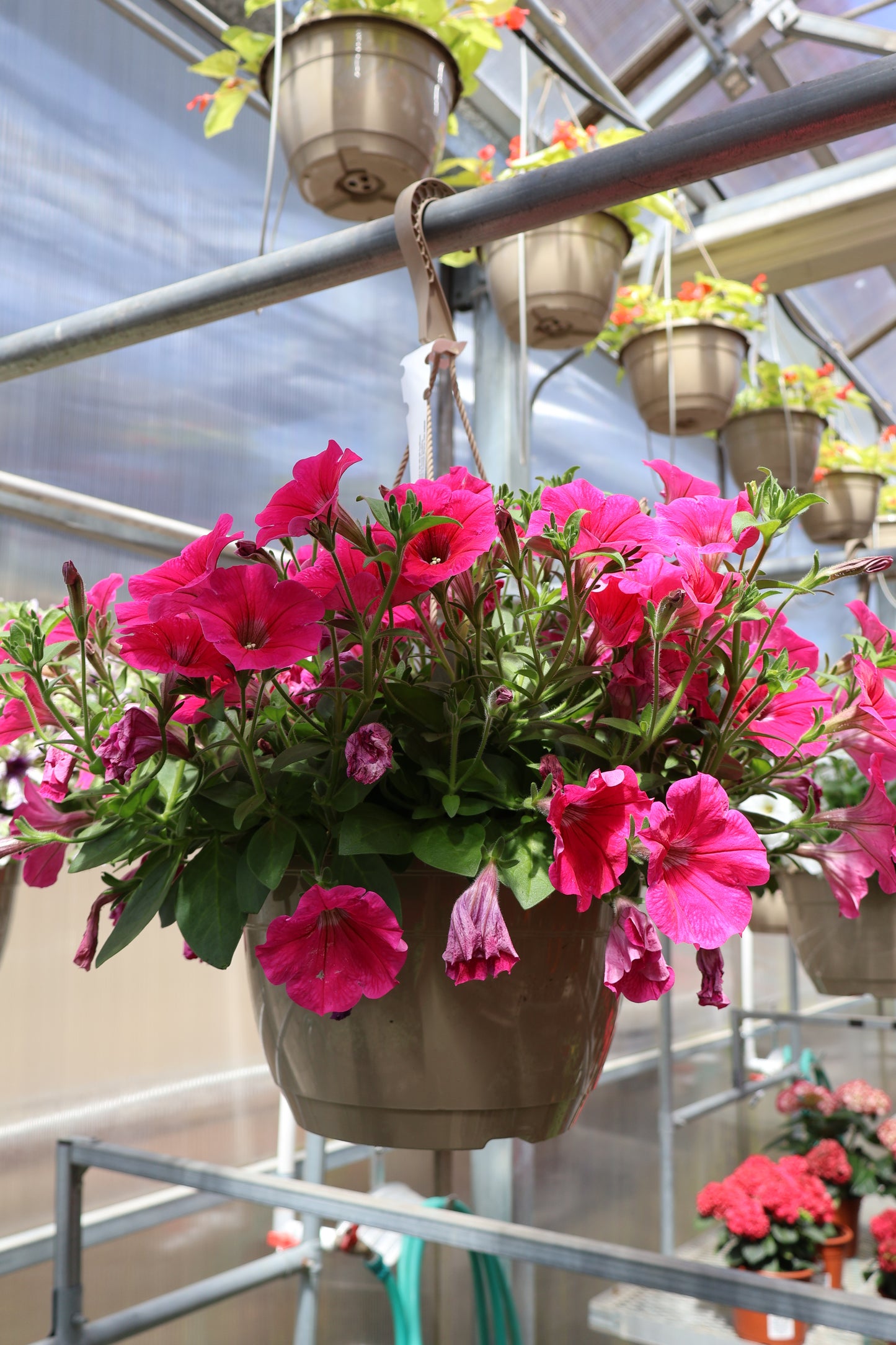 10" HB HYBRID PETUNIA