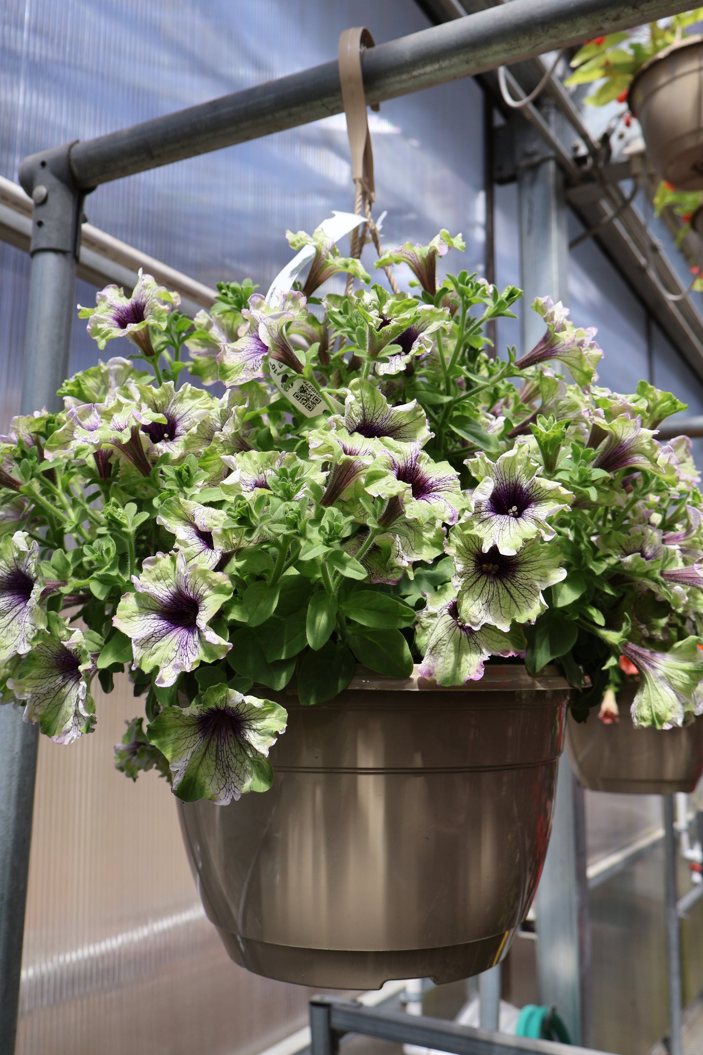 10" HB HYBRID PETUNIA