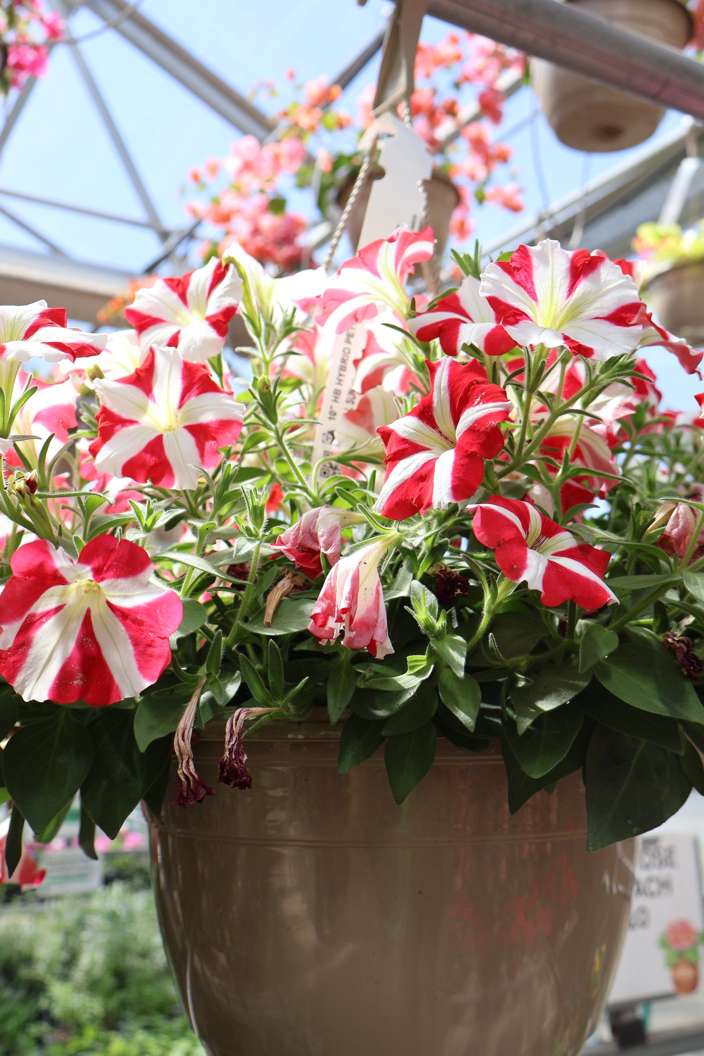10" HB HYBRID PETUNIA