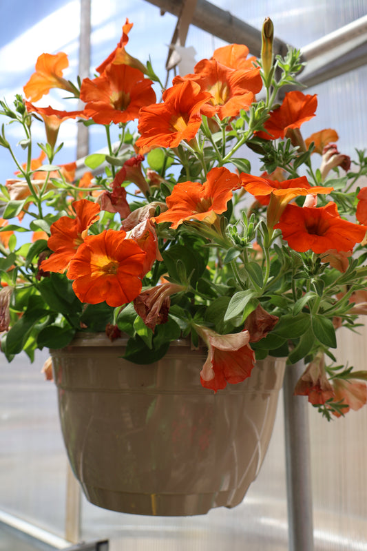 10" HB HYBRID PETUNIA