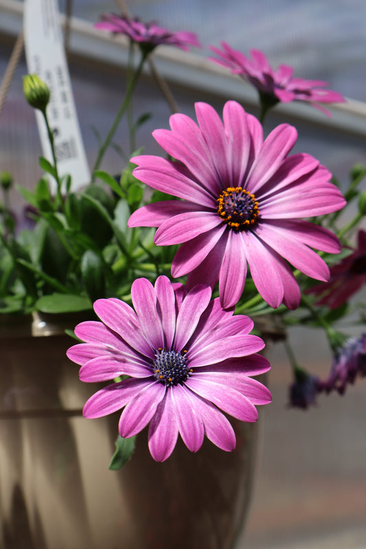 10" HB DAISY FALLS