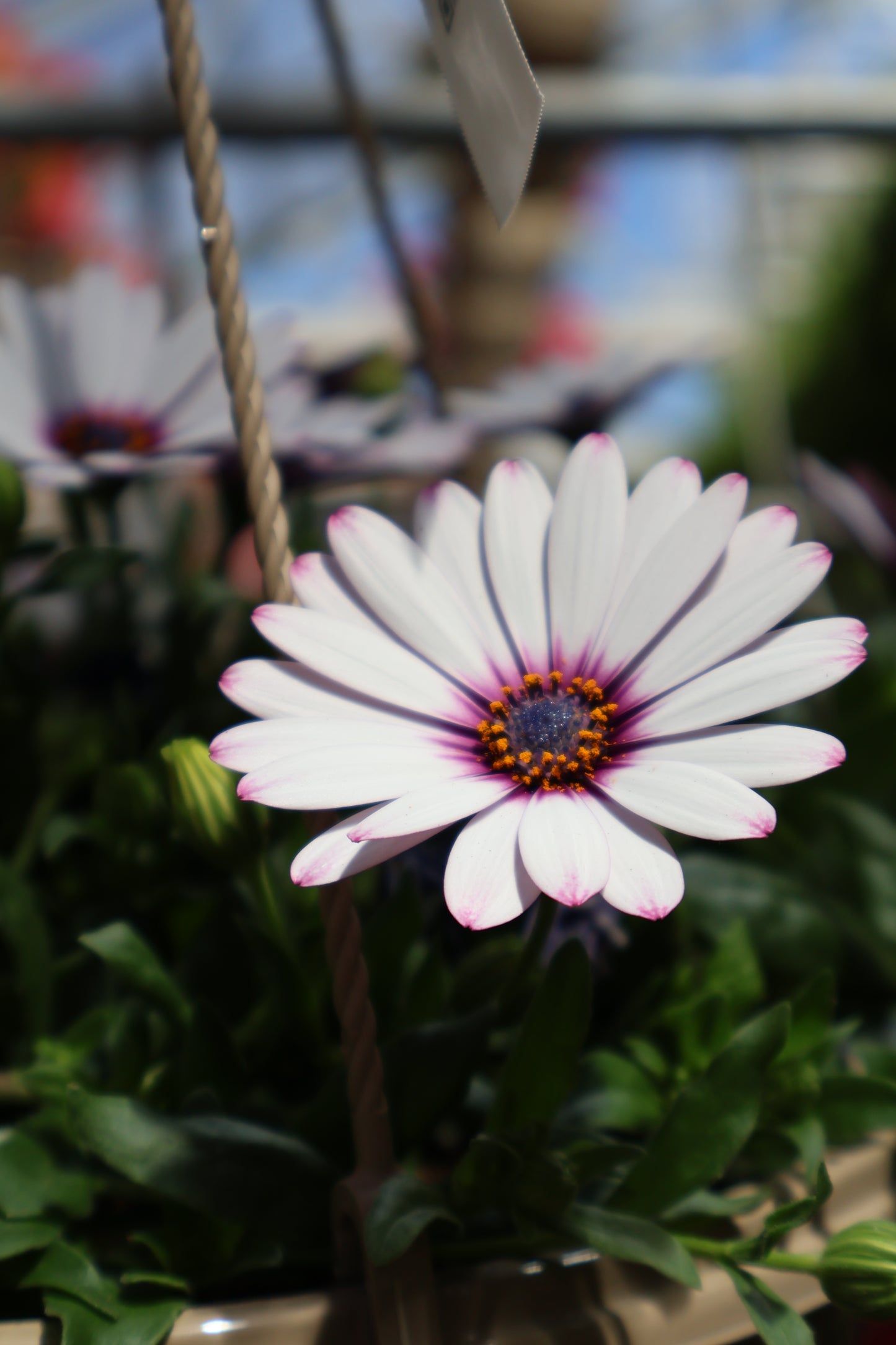 10" HB DAISY FALLS