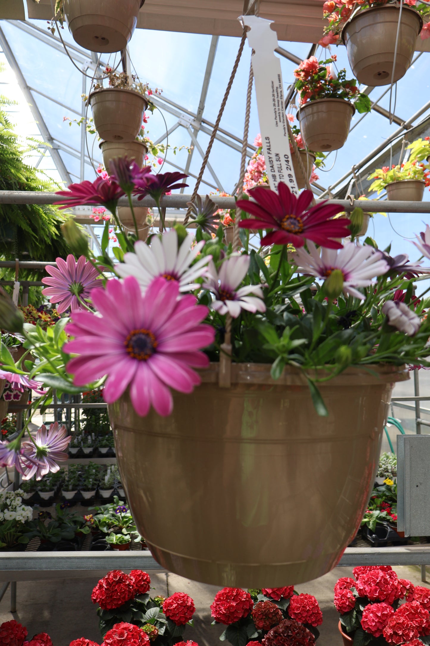 10" HB DAISY FALLS