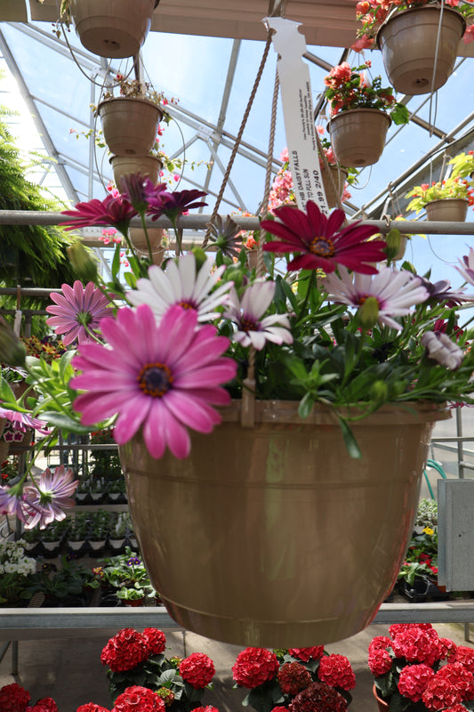 10" HB DAISY FALLS