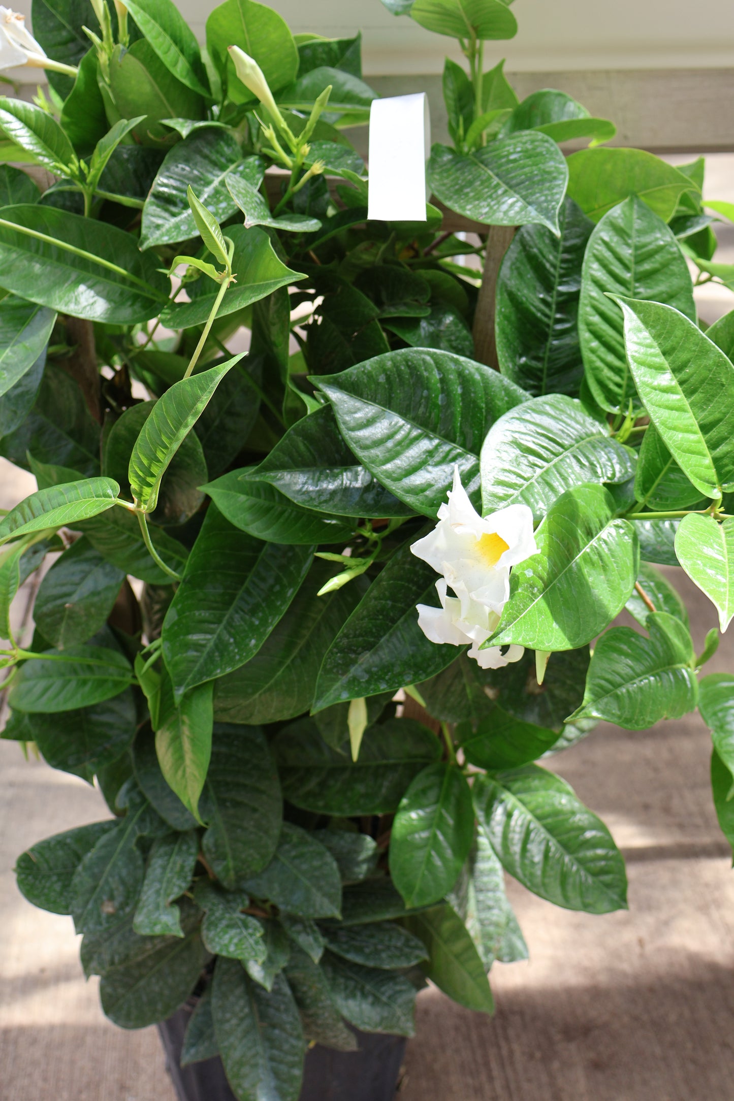 10" TRELLIS MANDEVILLA/DIPLADENIA
