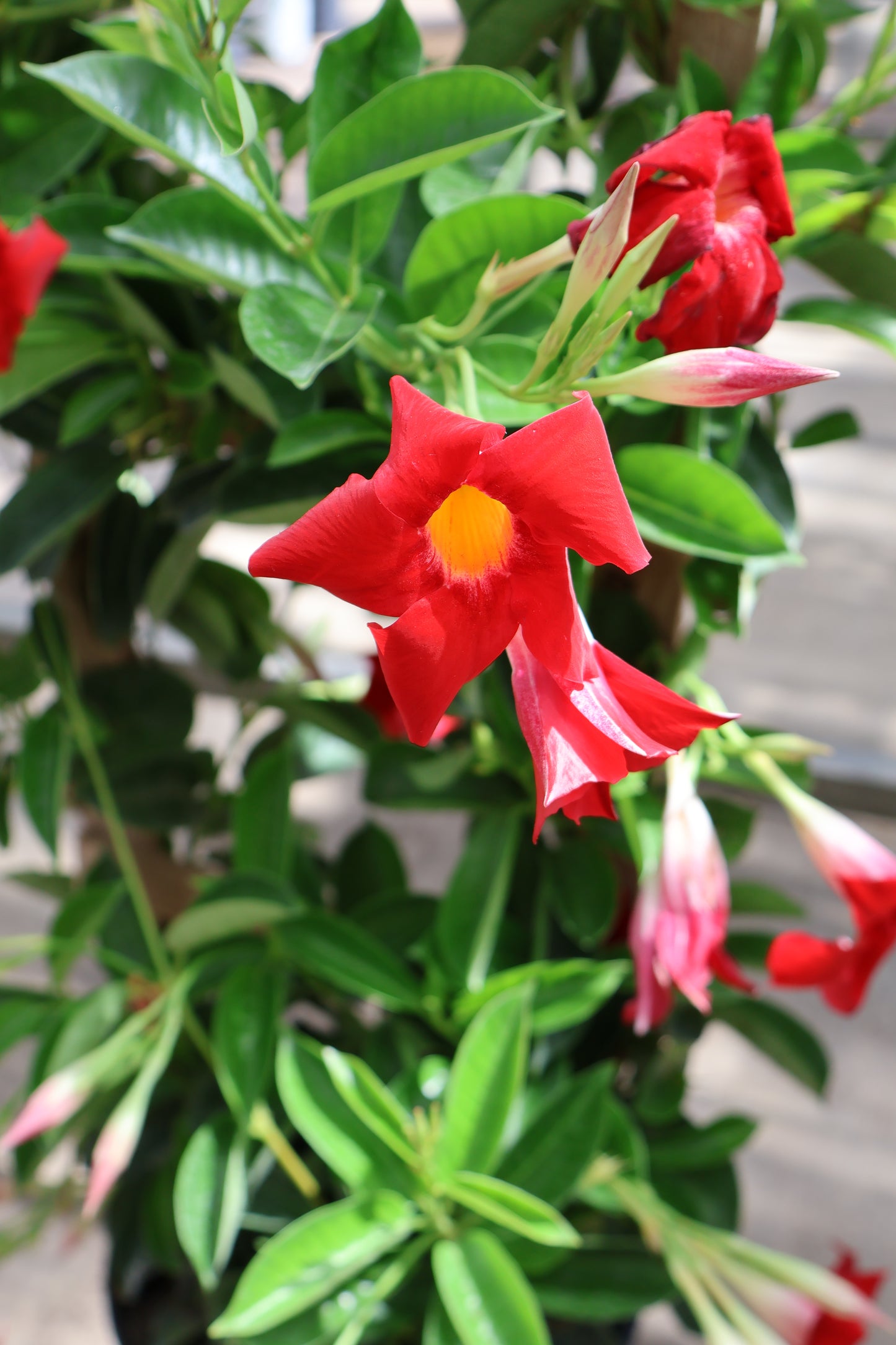 10" TRELLIS MANDEVILLA/DIPLADENIA