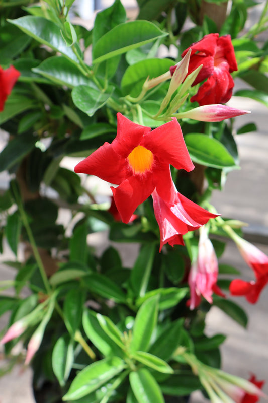 10" TRELLIS MANDEVILLA/DIPLADENIA
