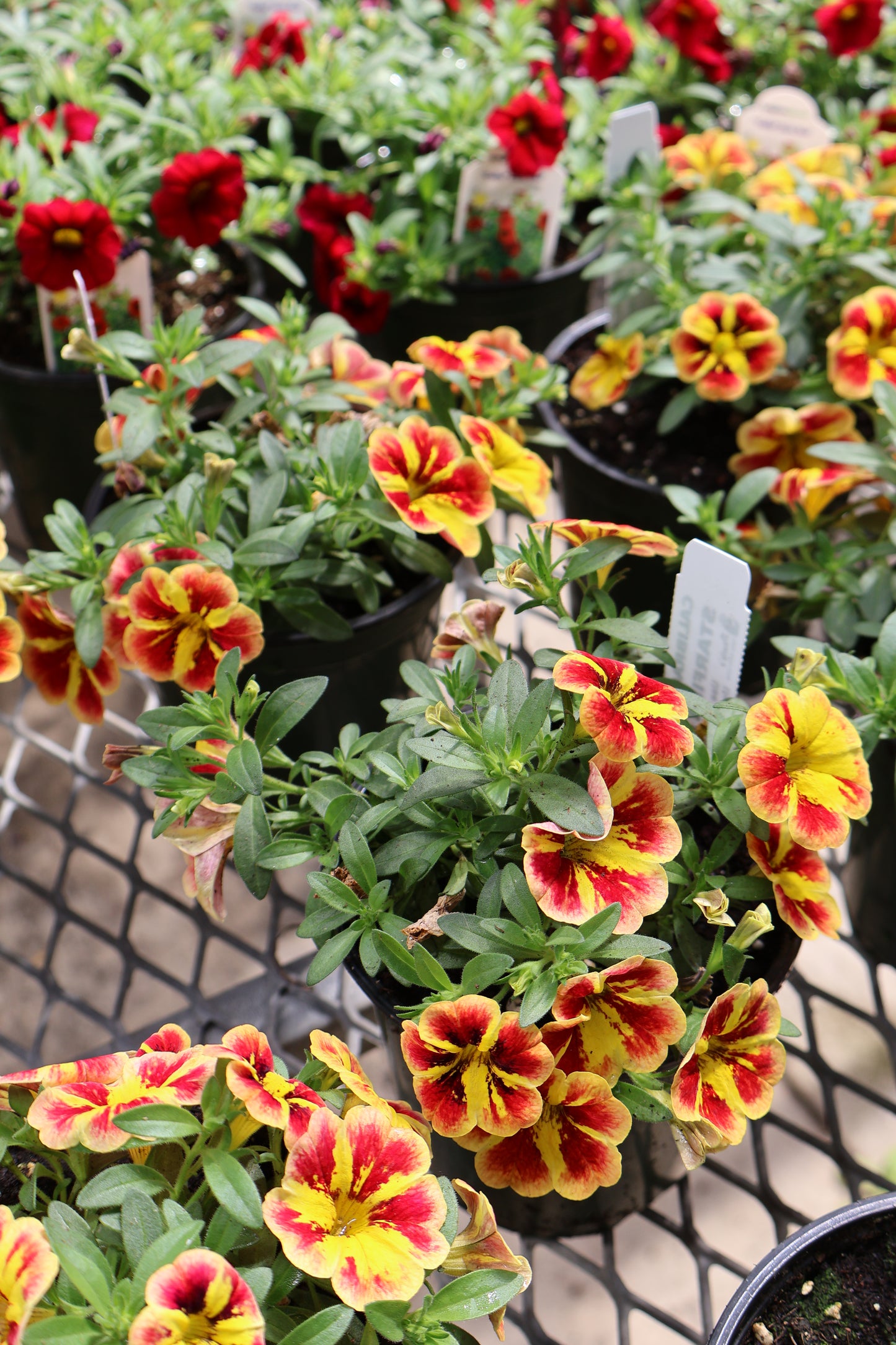 4.5" GREEN POT ANNUALS