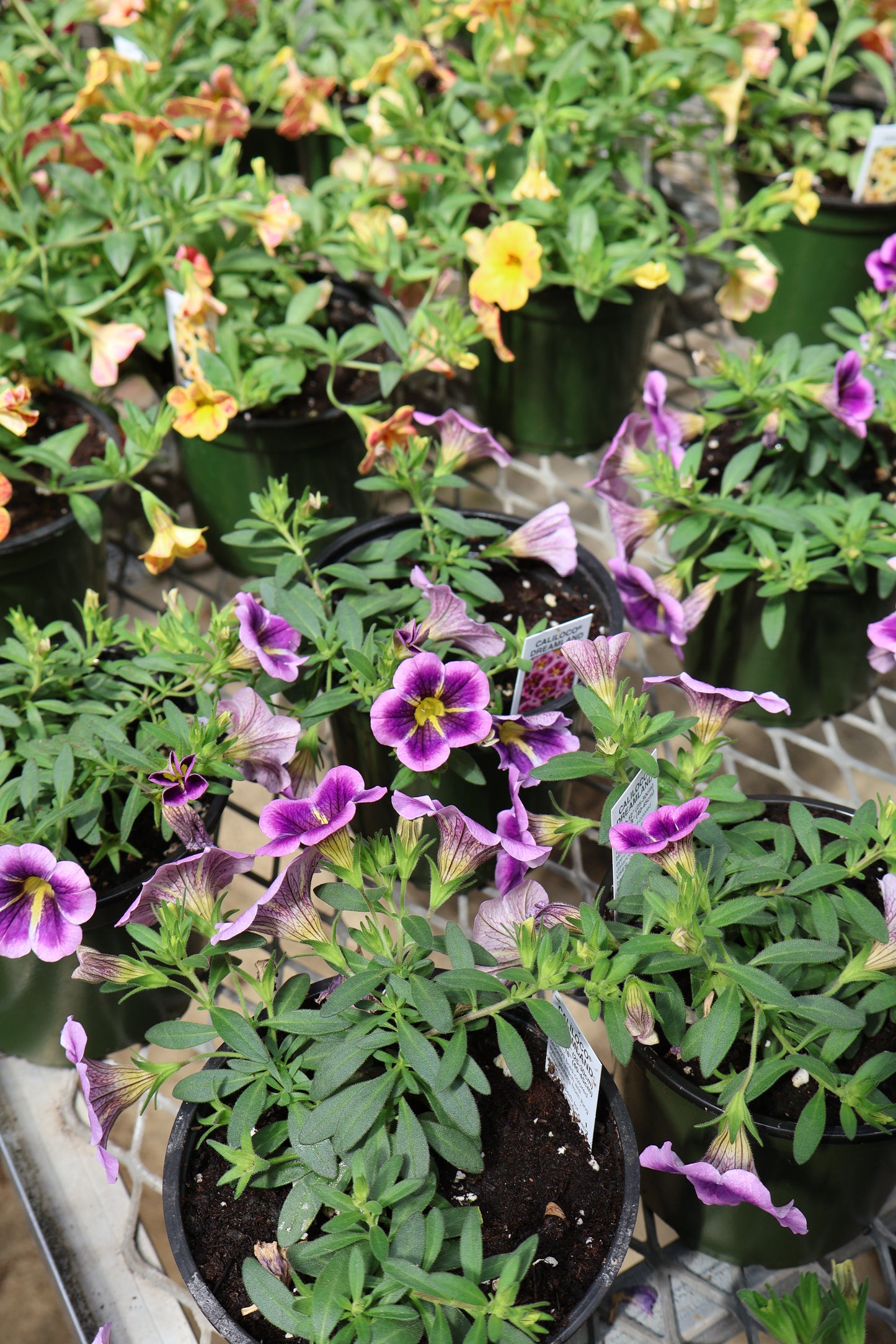 4.5" GREEN POT ANNUALS