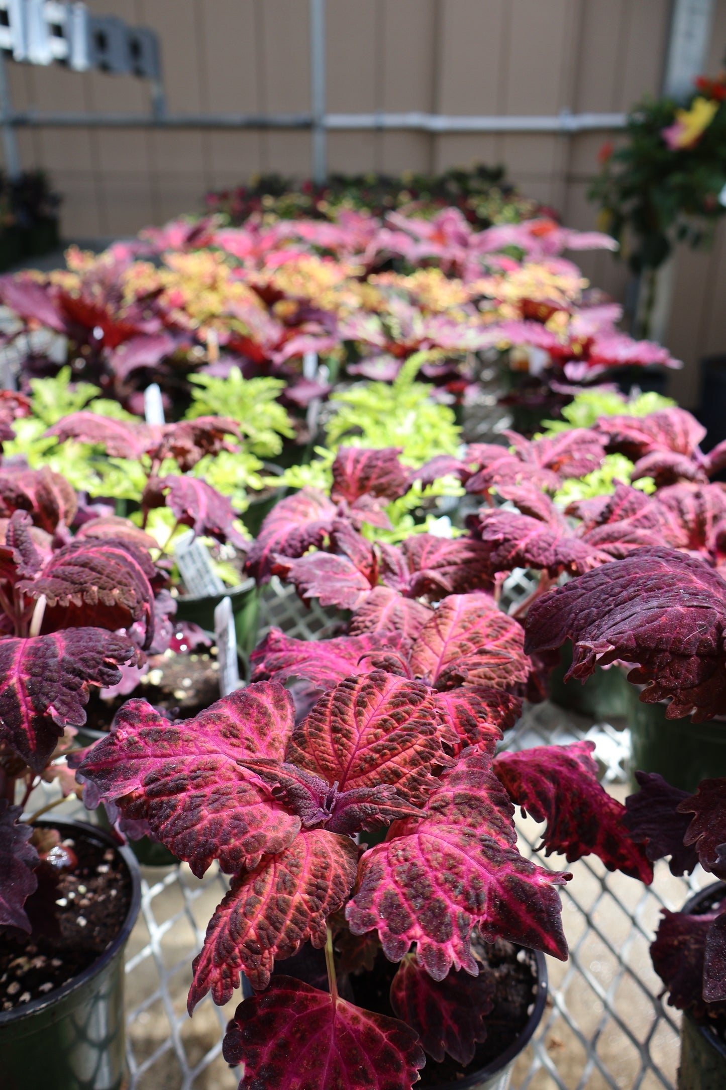 4.5" GREEN POT ANNUALS