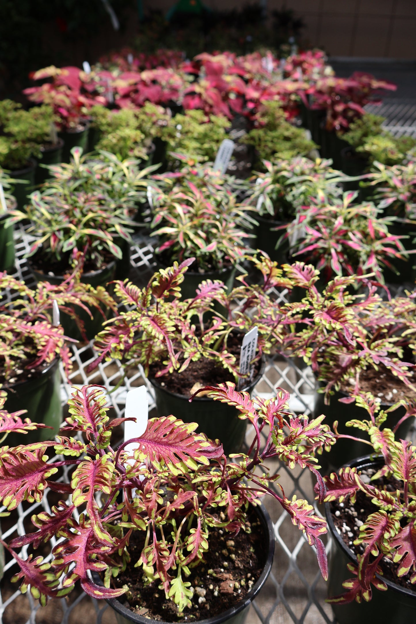 4.5" GREEN POT ANNUALS