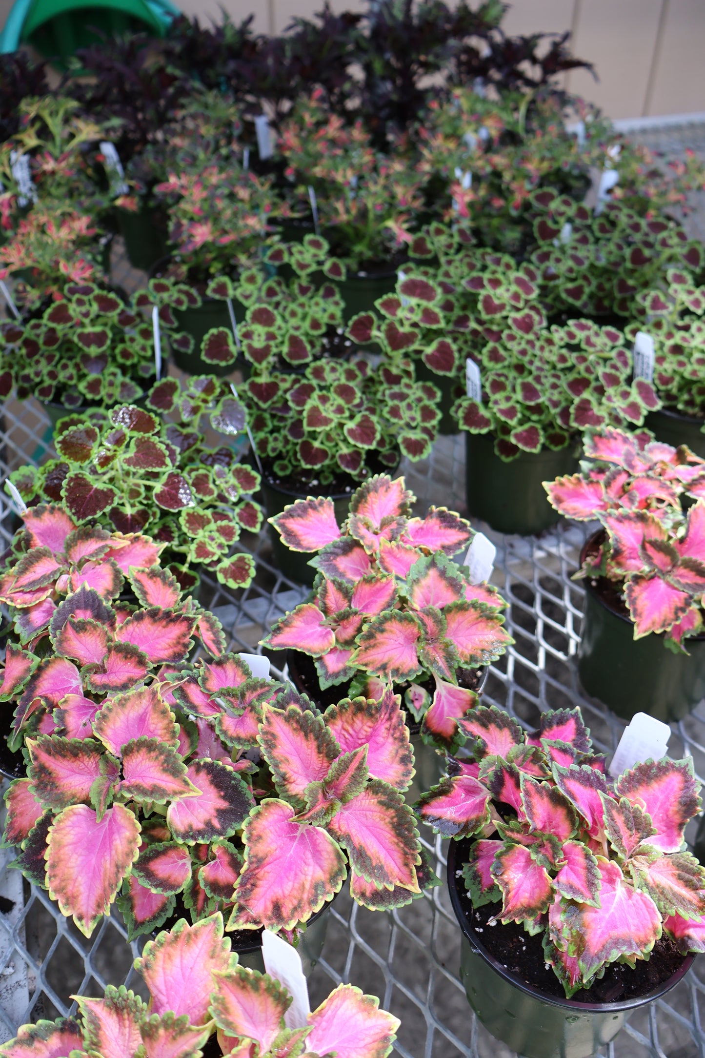 4.5" GREEN POT ANNUALS