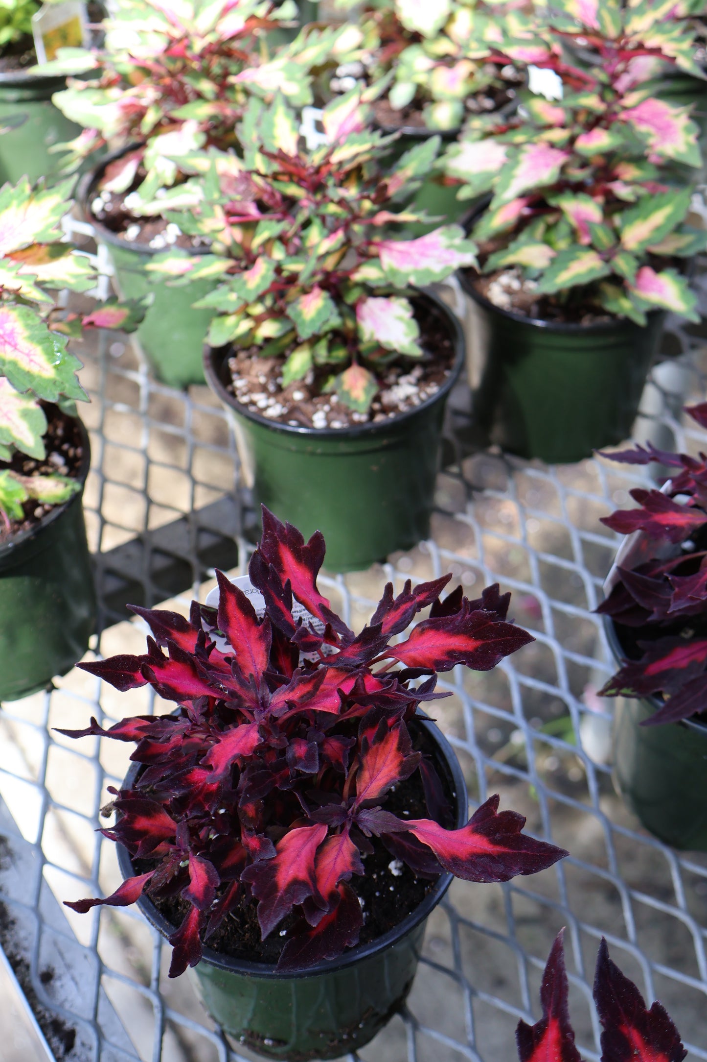 4.5" GREEN POT ANNUALS