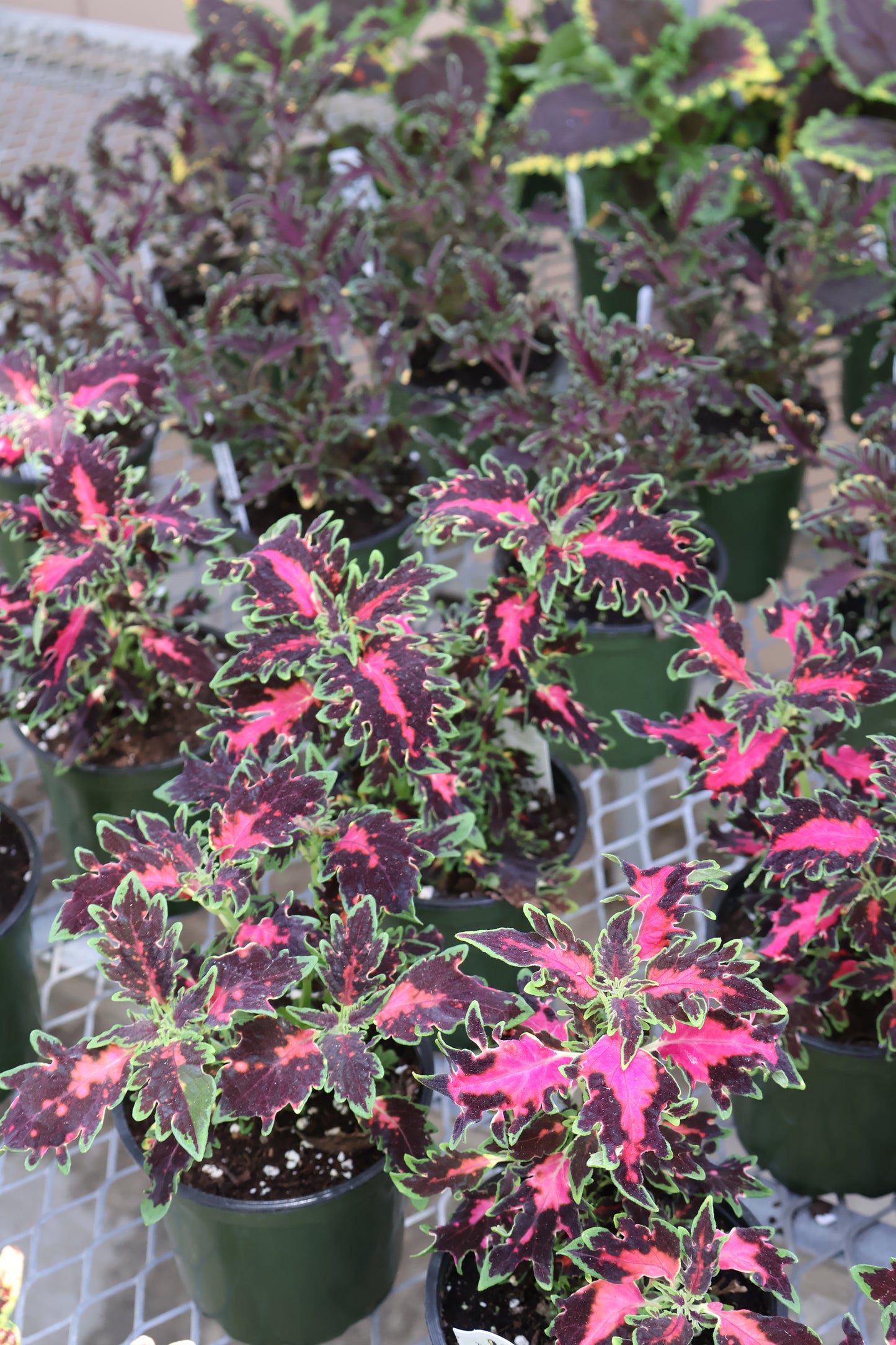 4.5" GREEN POT ANNUALS