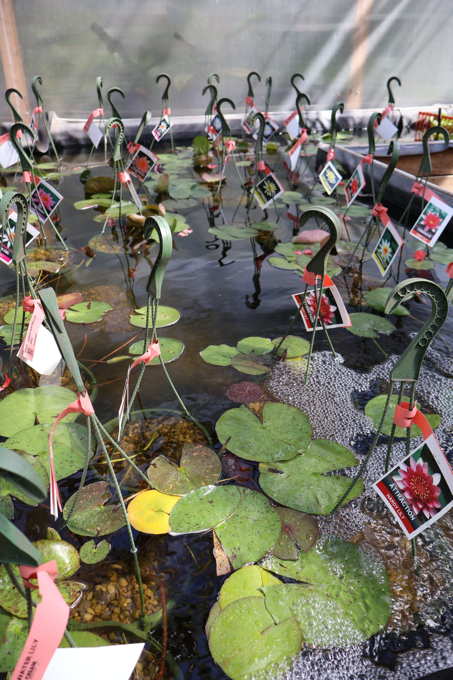 WATER LILY