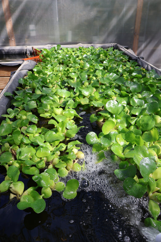 WATER HYACINTH