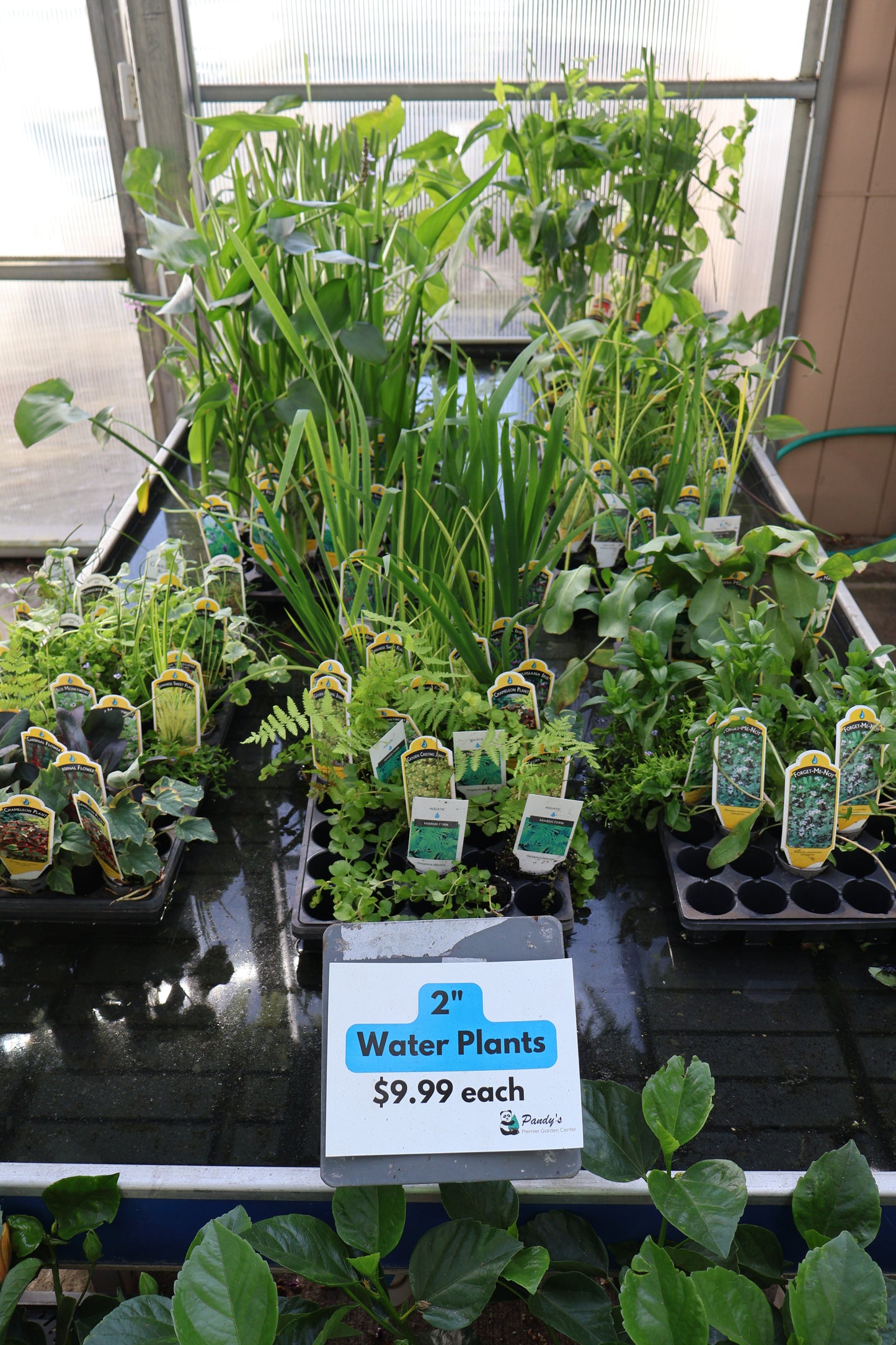2" WATER PLANT