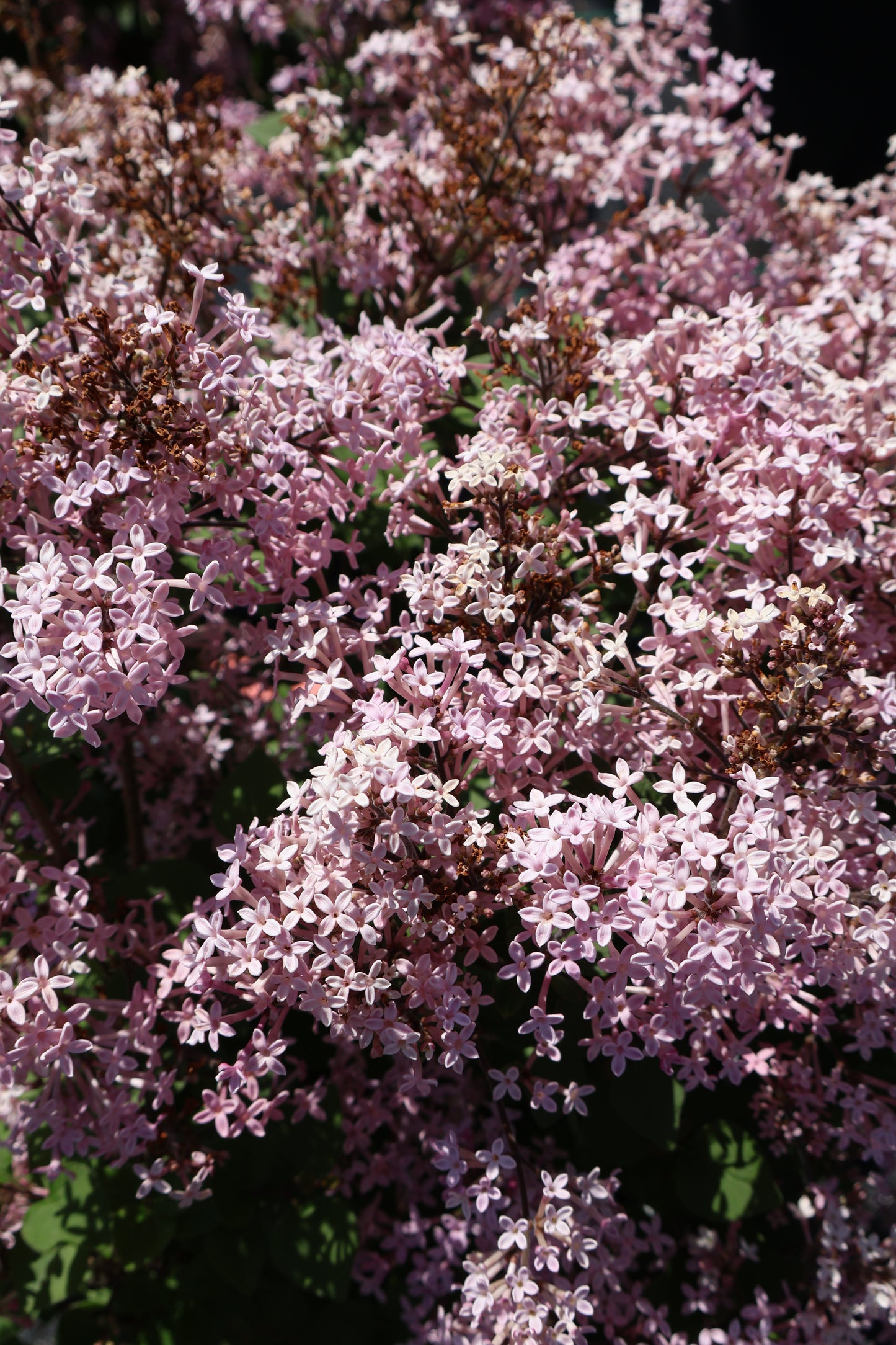 Lilac - Bloomerang Purpink